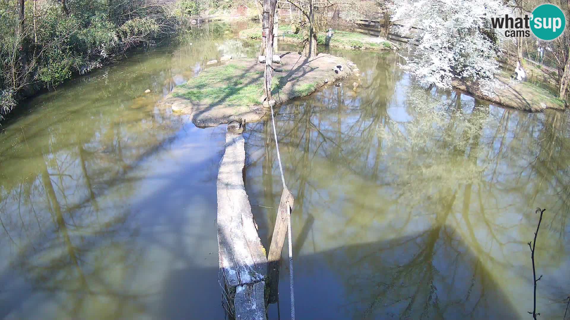 Schwarzweiße Vari Zoo Ljubljana webcam
