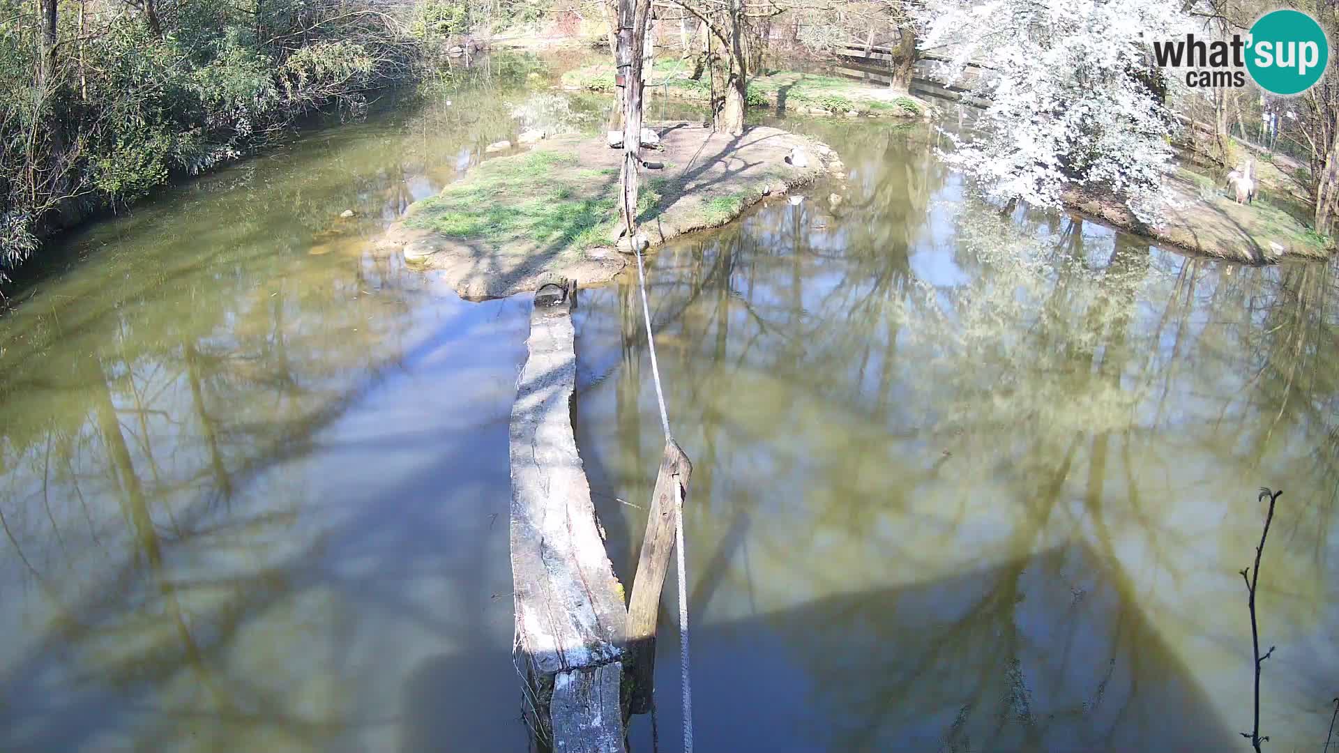 Schwarzweiße Vari Zoo Ljubljana webcam
