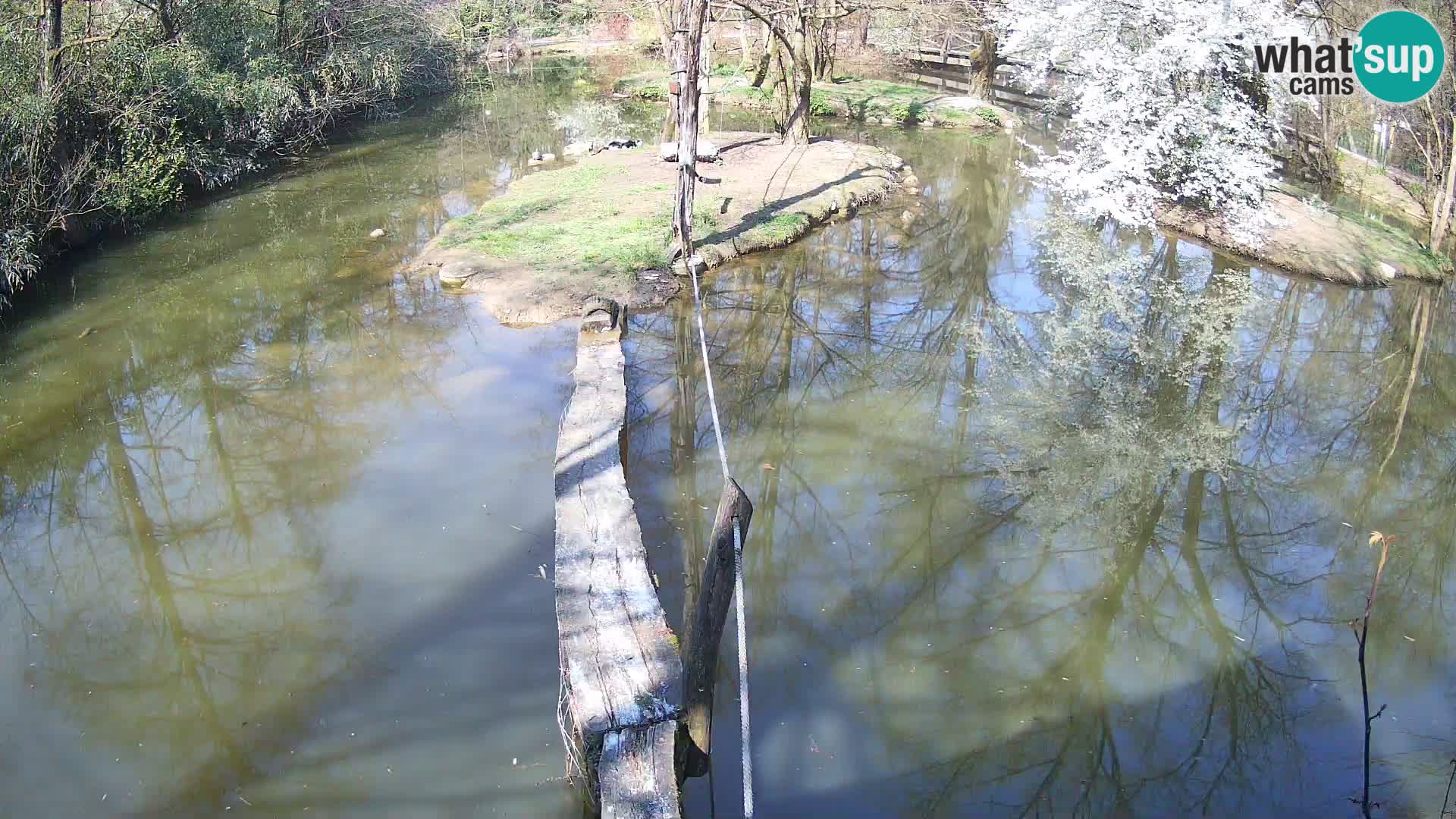 Vari noir et blanc – Ljubljana ZOO  livecam