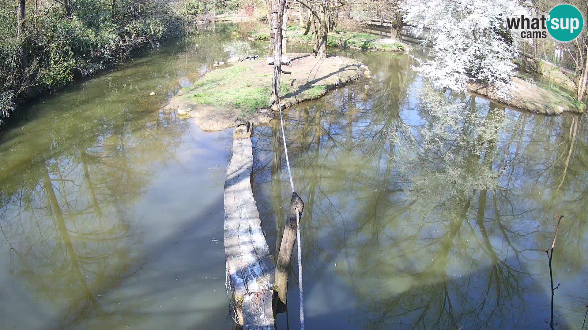 Vari noir et blanc – Ljubljana ZOO  livecam
