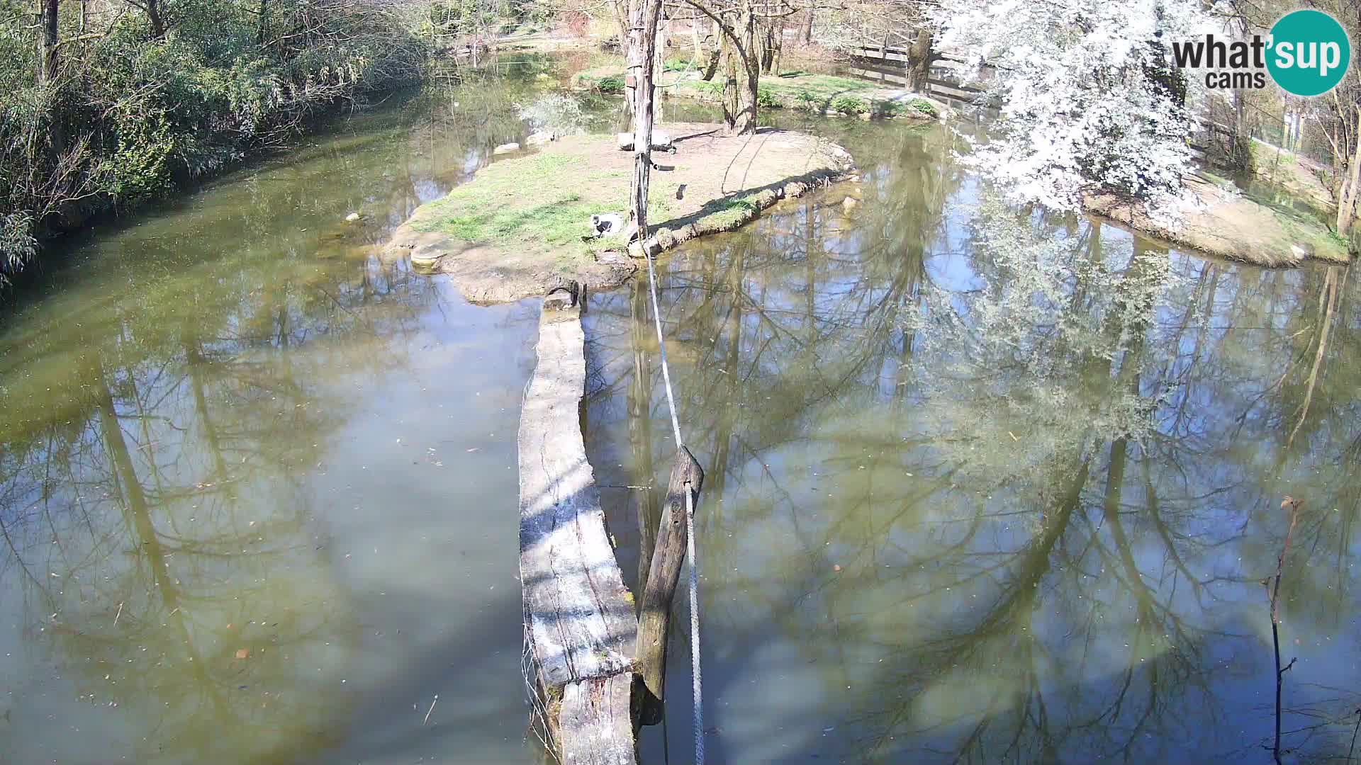 Navadni vari v živo – Ljubljana živalski vrt
