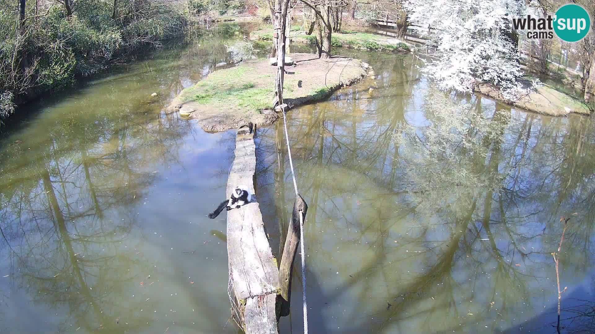 Vari noir et blanc – Ljubljana ZOO  livecam