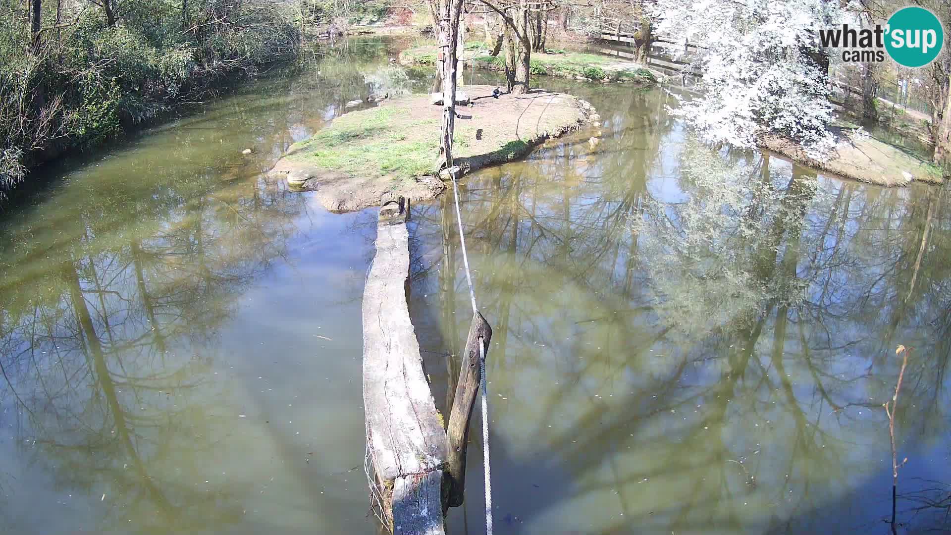 Navadni vari u živo – Ljubljana zoo
