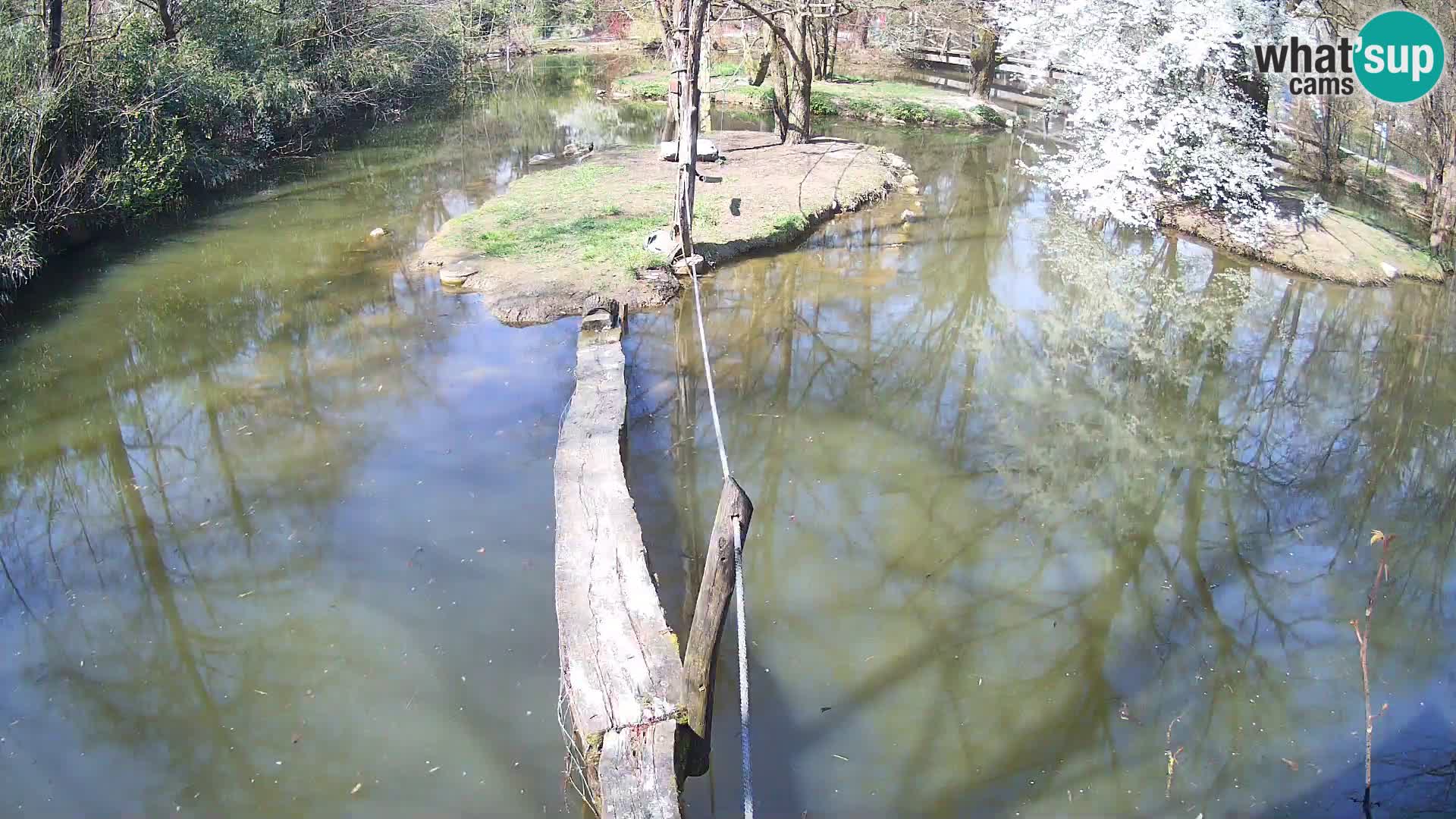 Schwarzweiße Vari Zoo Ljubljana webcam