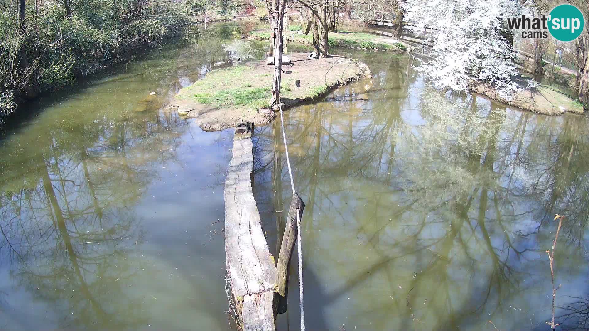 Navadni vari u živo – Ljubljana zoo