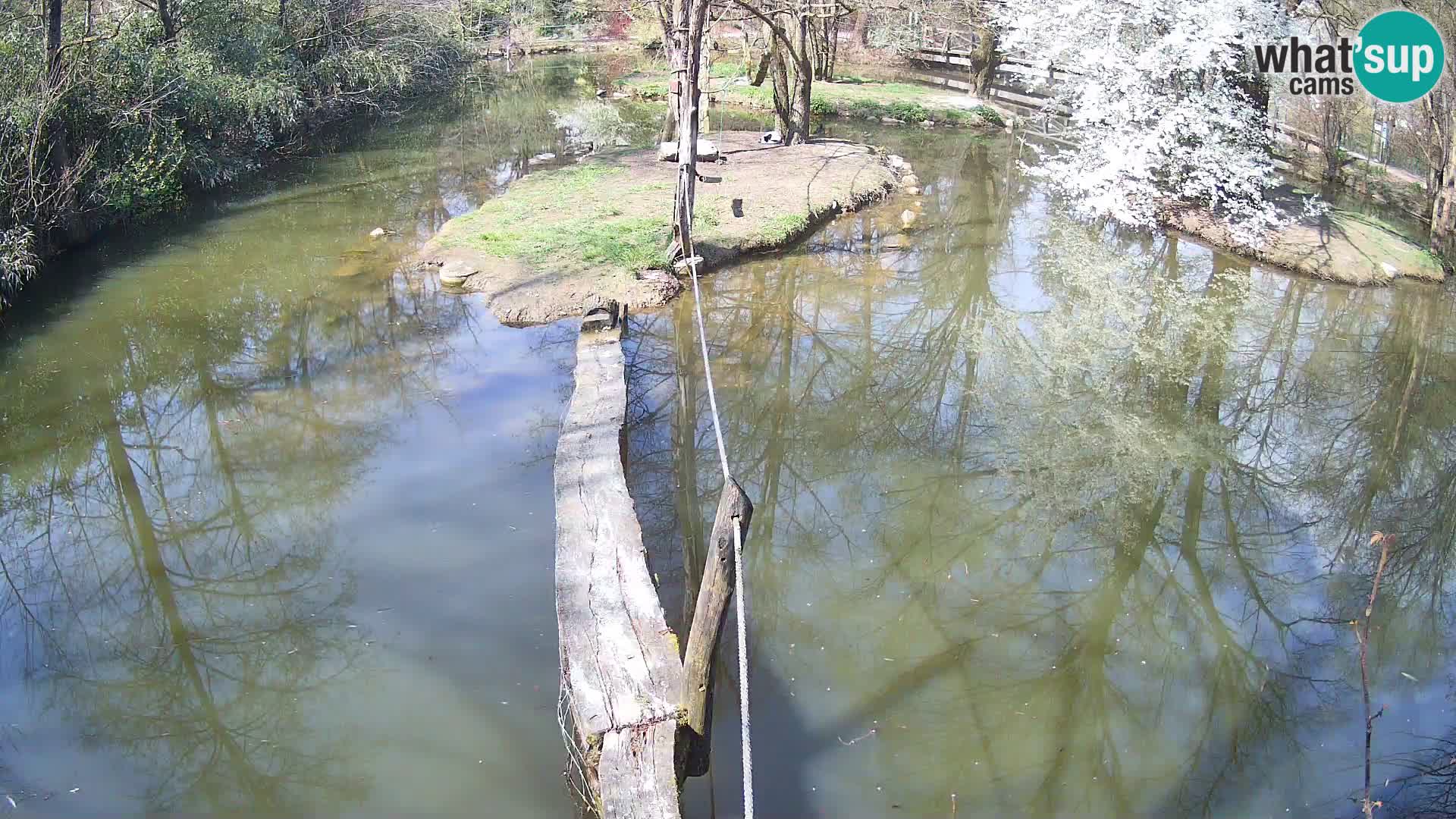 Lémur rufo blanco y negro – Ljubljana Zoo en vivo