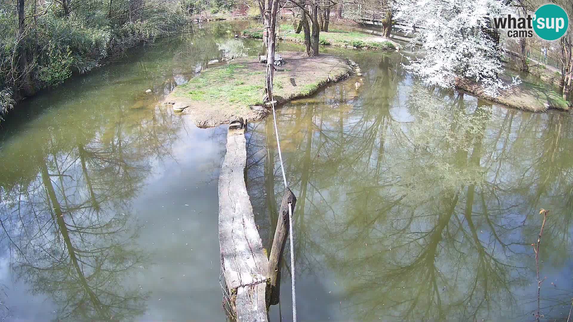Vari bianconero Zoo Ljubljana webcam