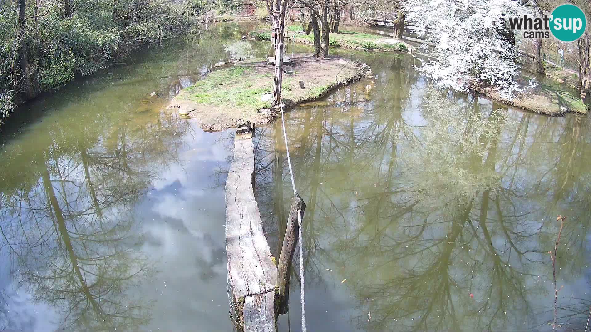 Vari bianconero Zoo Ljubljana webcam