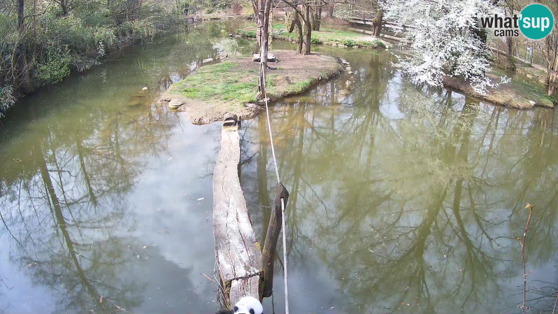 Lémur rufo blanco y negro – Ljubljana Zoo en vivo