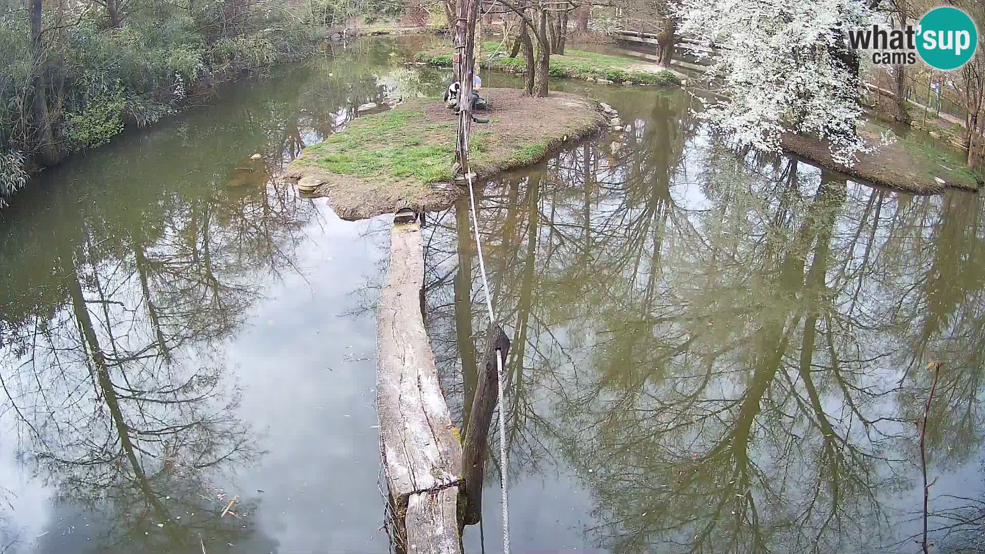 Navadni vari u živo – Ljubljana zoo