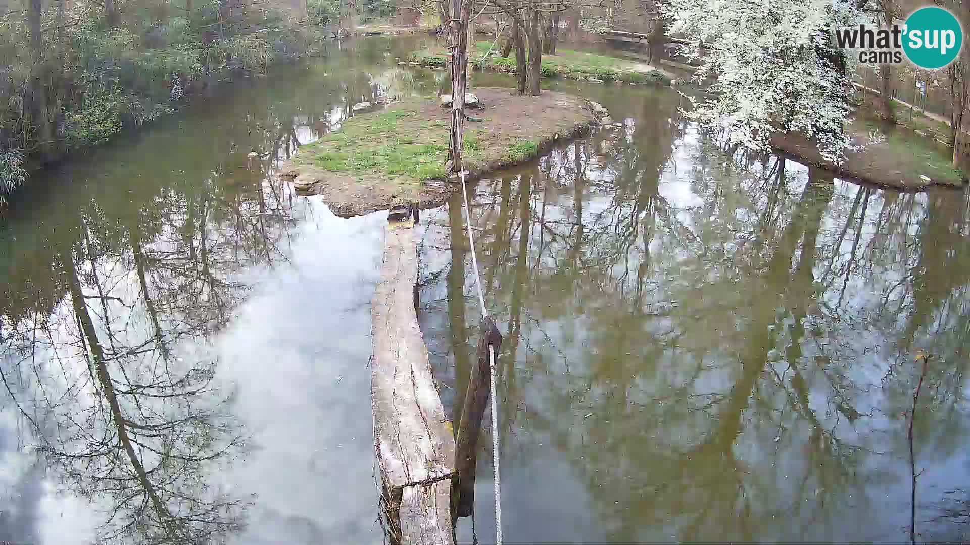 Lémur rufo blanco y negro – Ljubljana Zoo en vivo