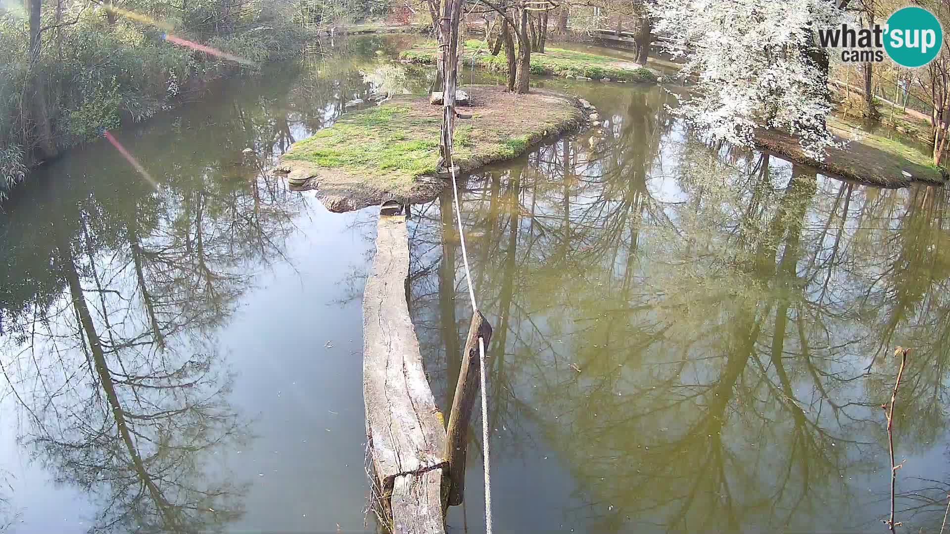 Navadni vari u živo – Ljubljana zoo