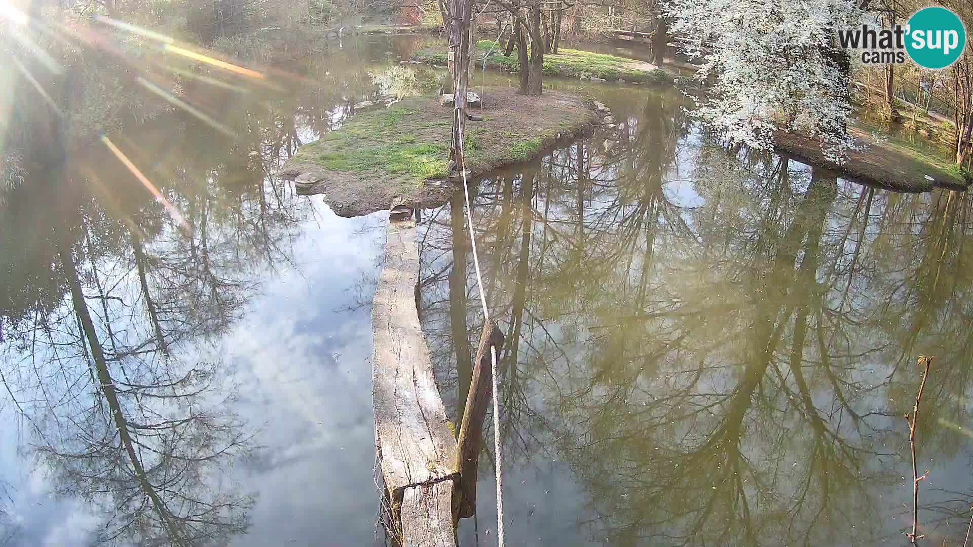 Navadni vari u živo – Ljubljana zoo