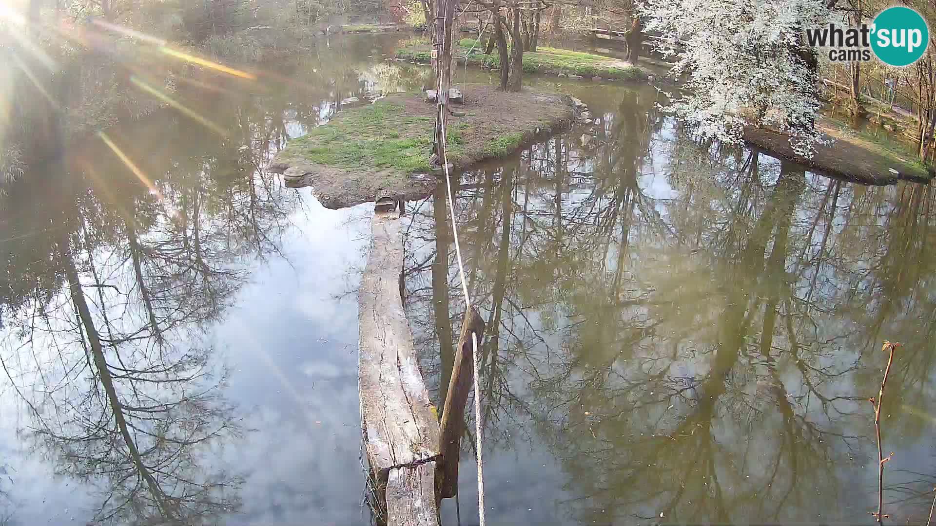 Vari bianconero Zoo Ljubljana webcam