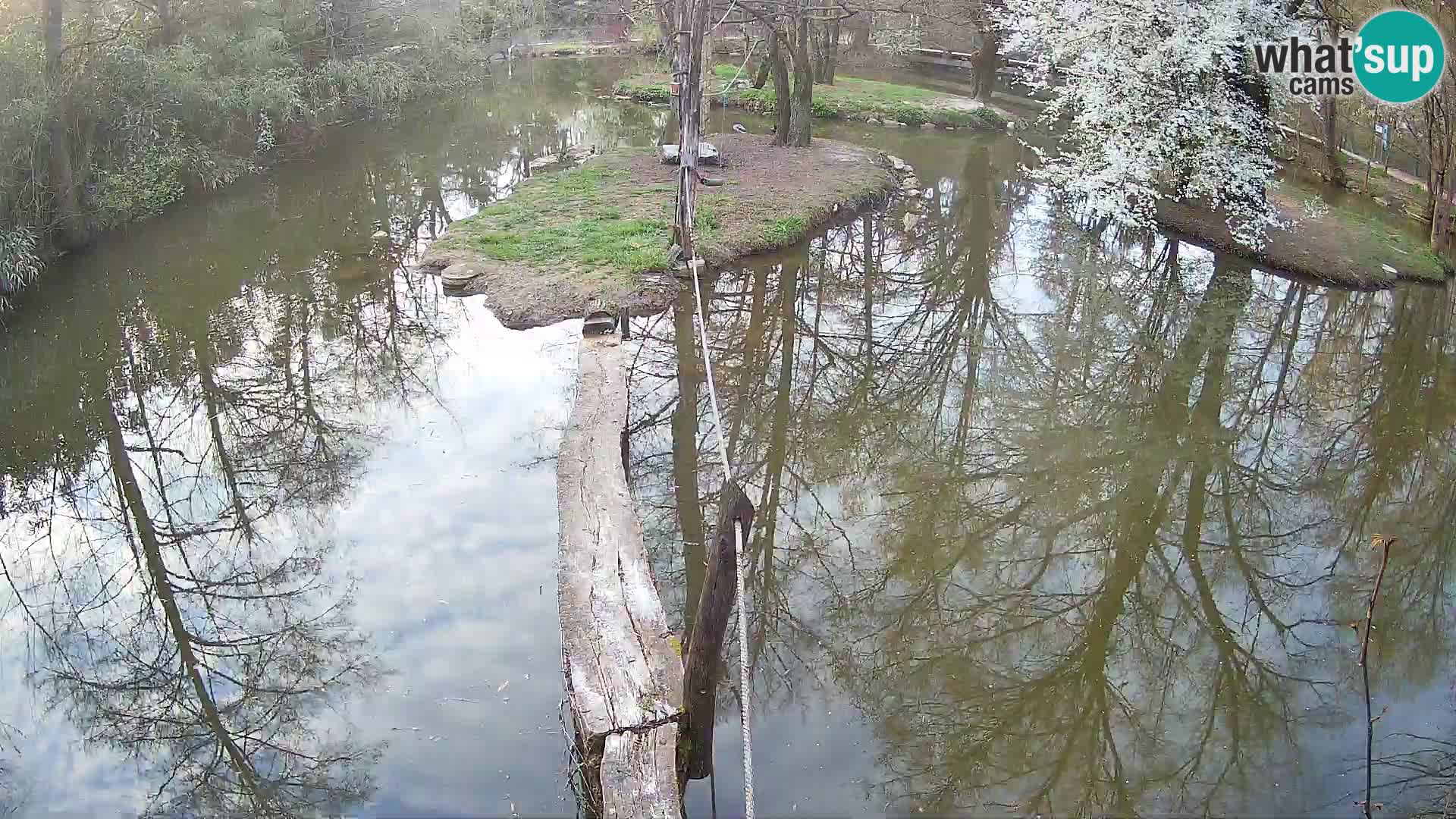 Navadni vari u živo – Ljubljana zoo