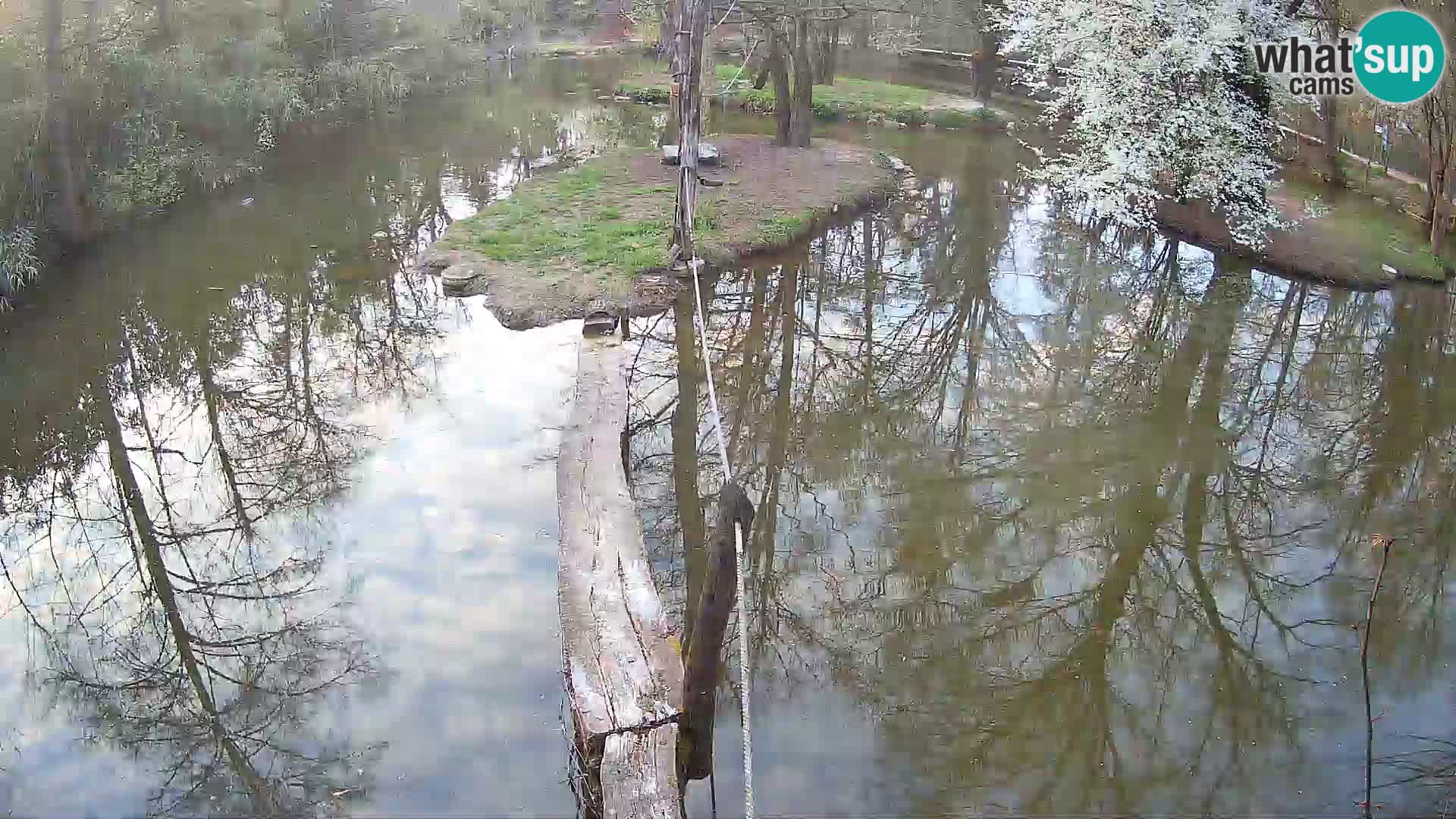 Navadni vari v živo – Ljubljana živalski vrt