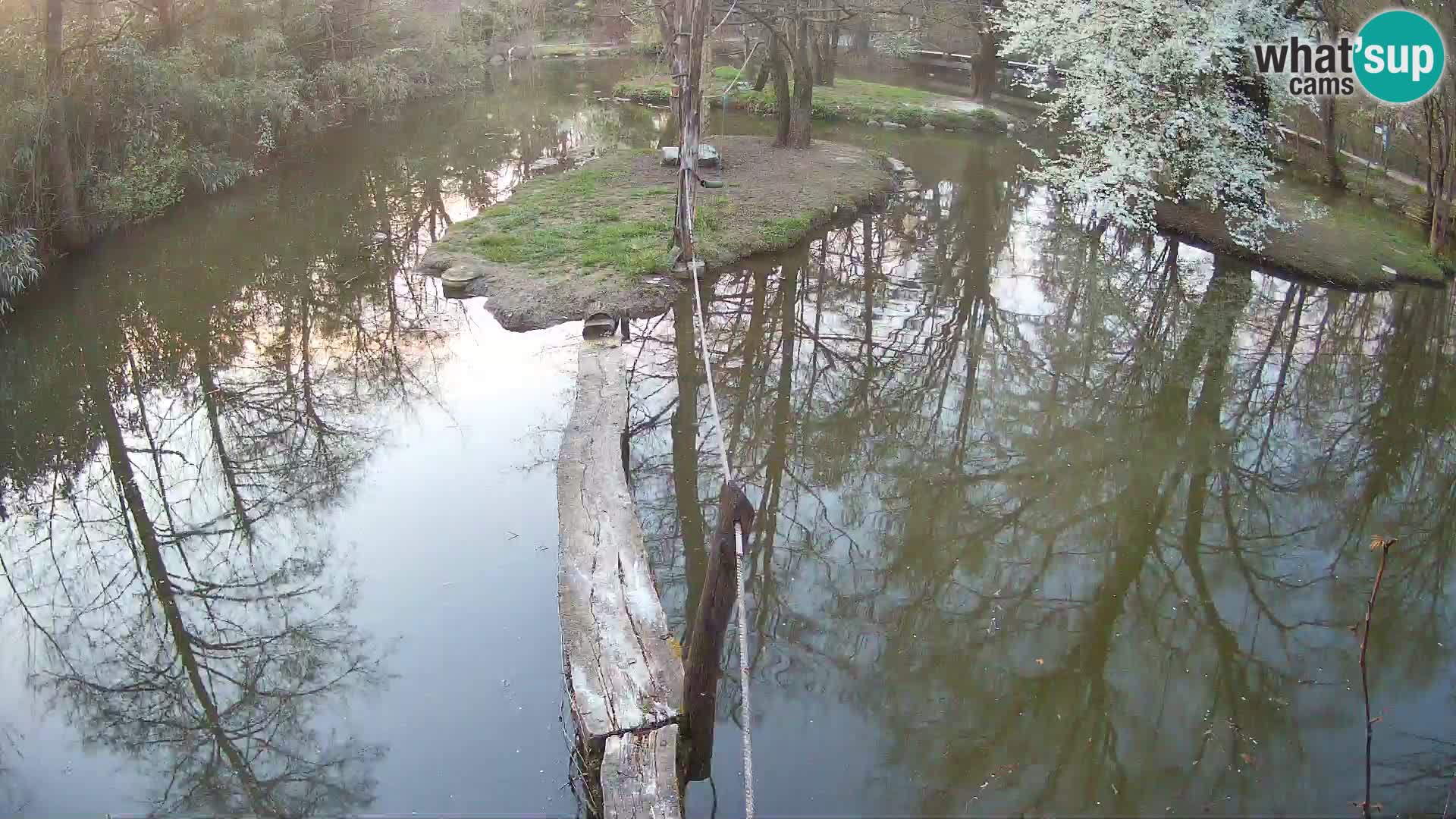 Vari bianconero Zoo Ljubljana webcam