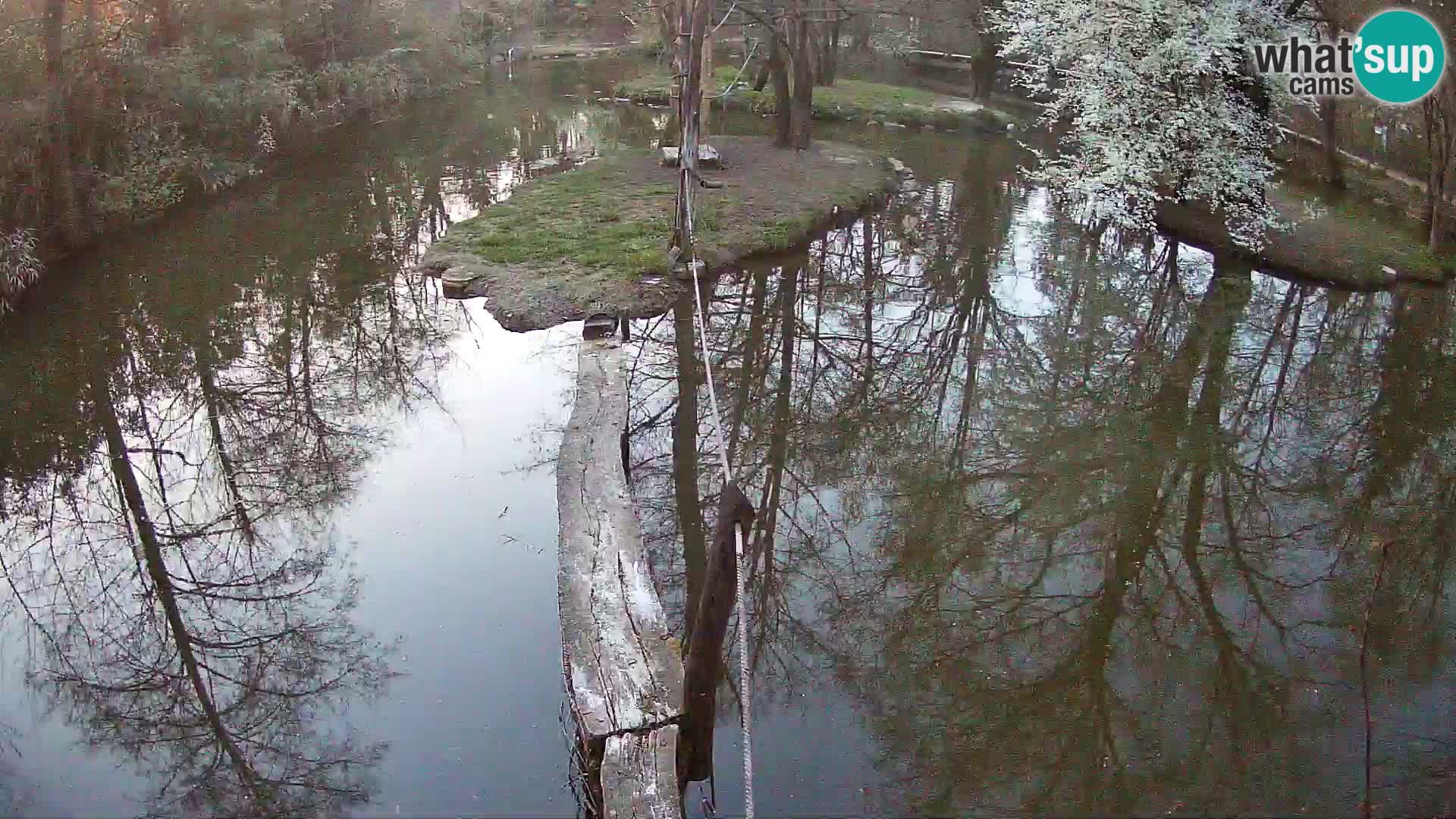 Schwarzweiße Vari Zoo Ljubljana webcam