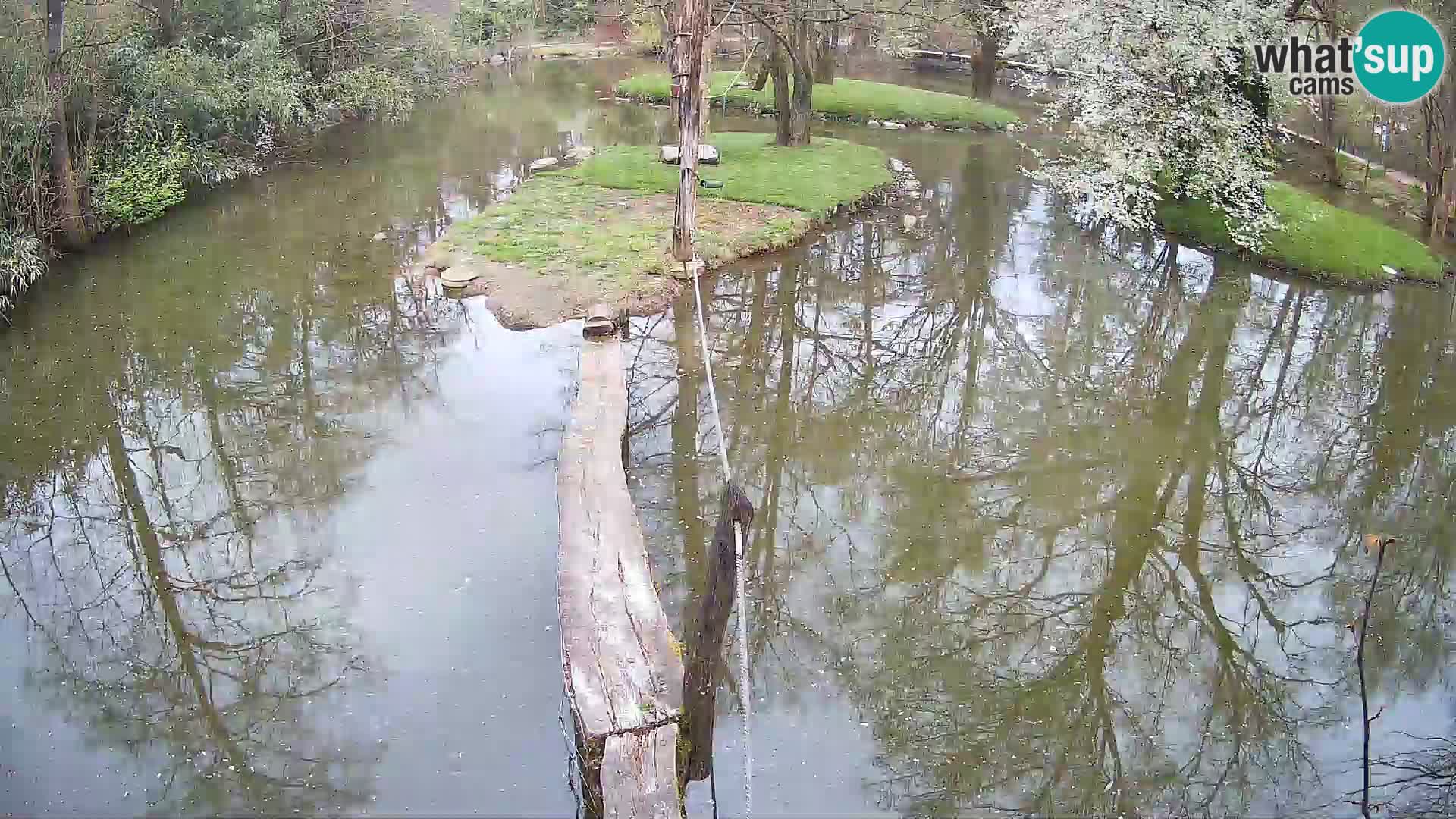 Schwarzweiße Vari Zoo Ljubljana webcam
