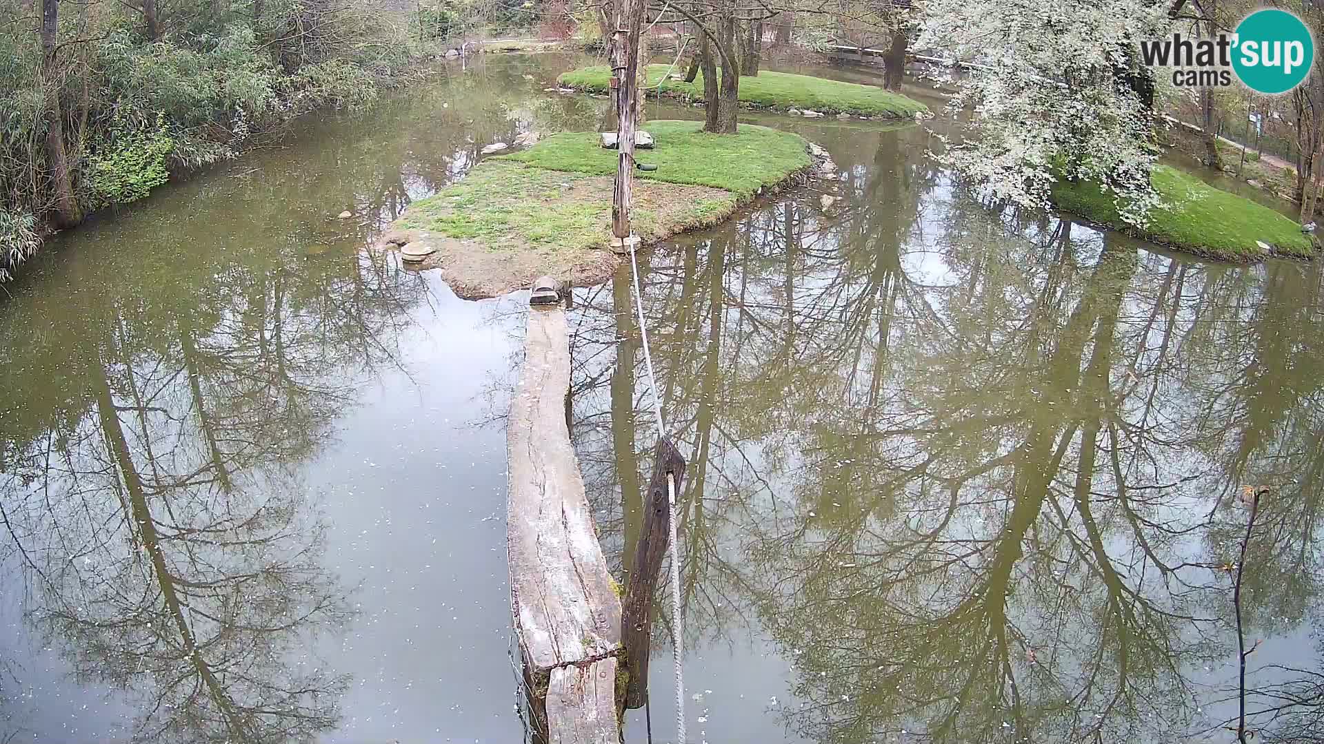 Schwarzweiße Vari Zoo Ljubljana webcam