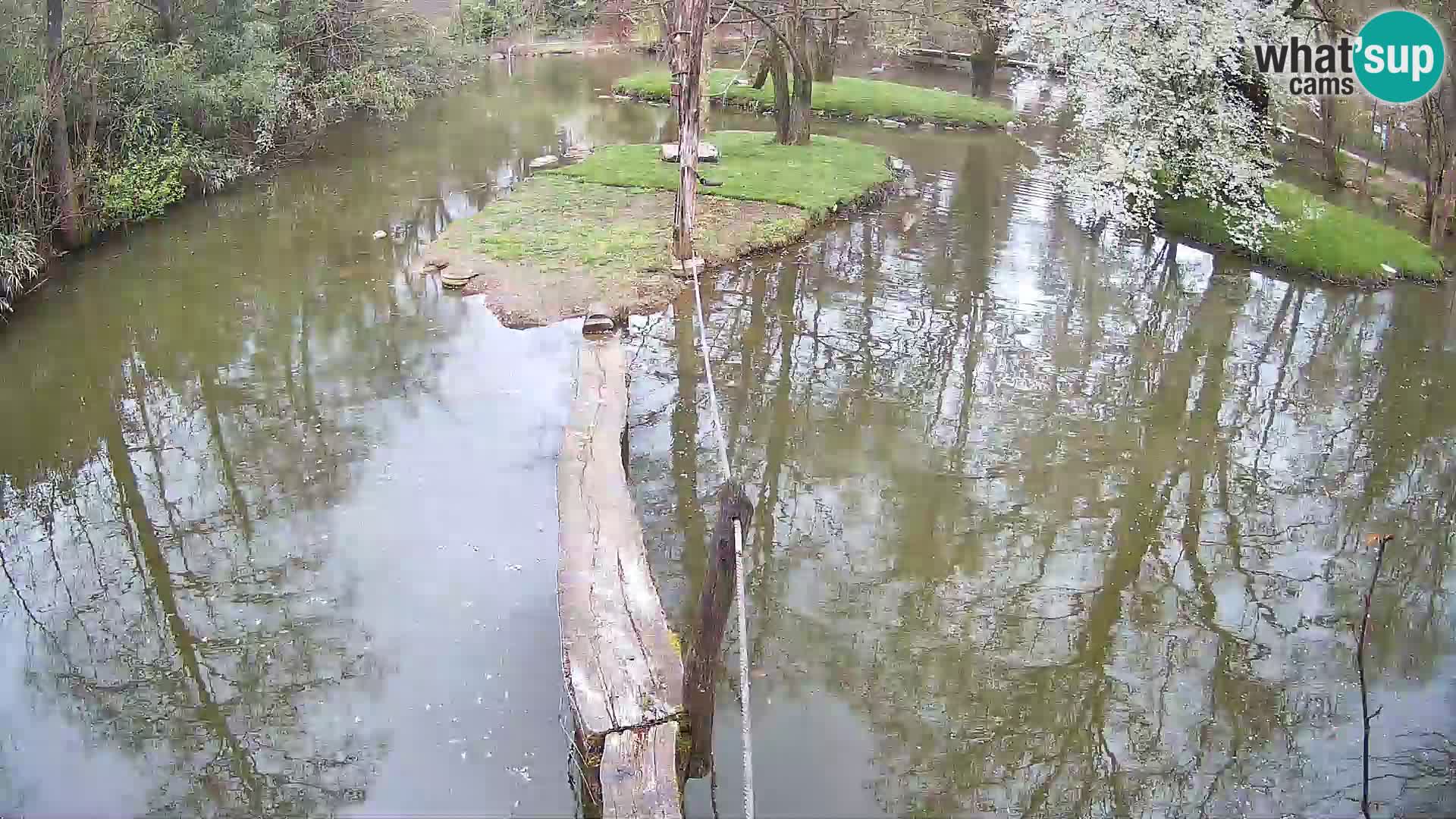 Schwarzweiße Vari Zoo Ljubljana webcam