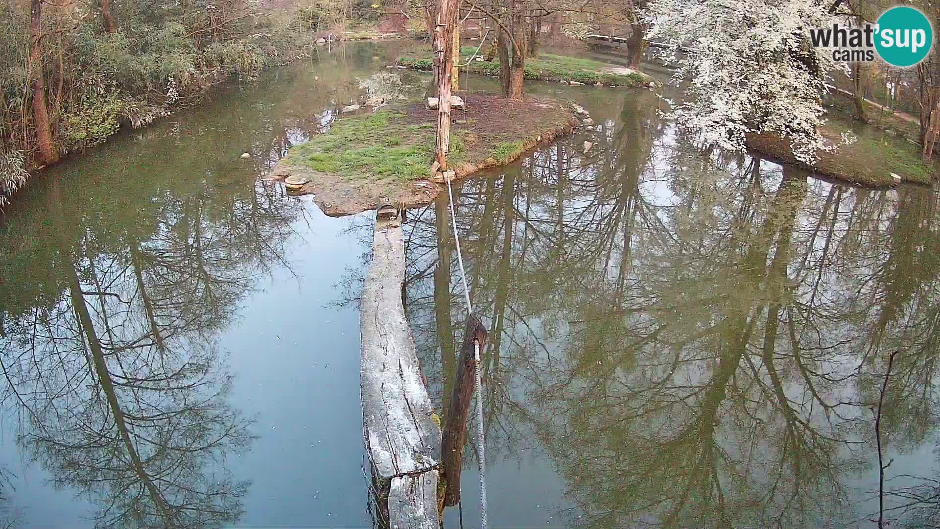 Schwarzweiße Vari Zoo Ljubljana webcam
