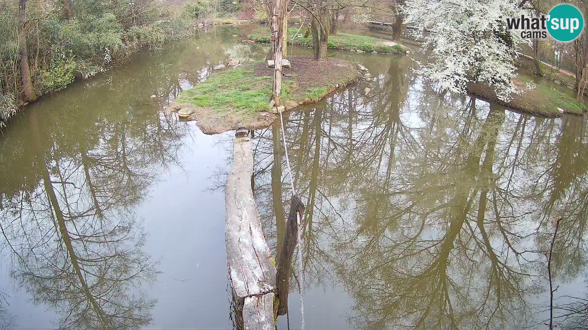 Schwarzweiße Vari Zoo Ljubljana webcam