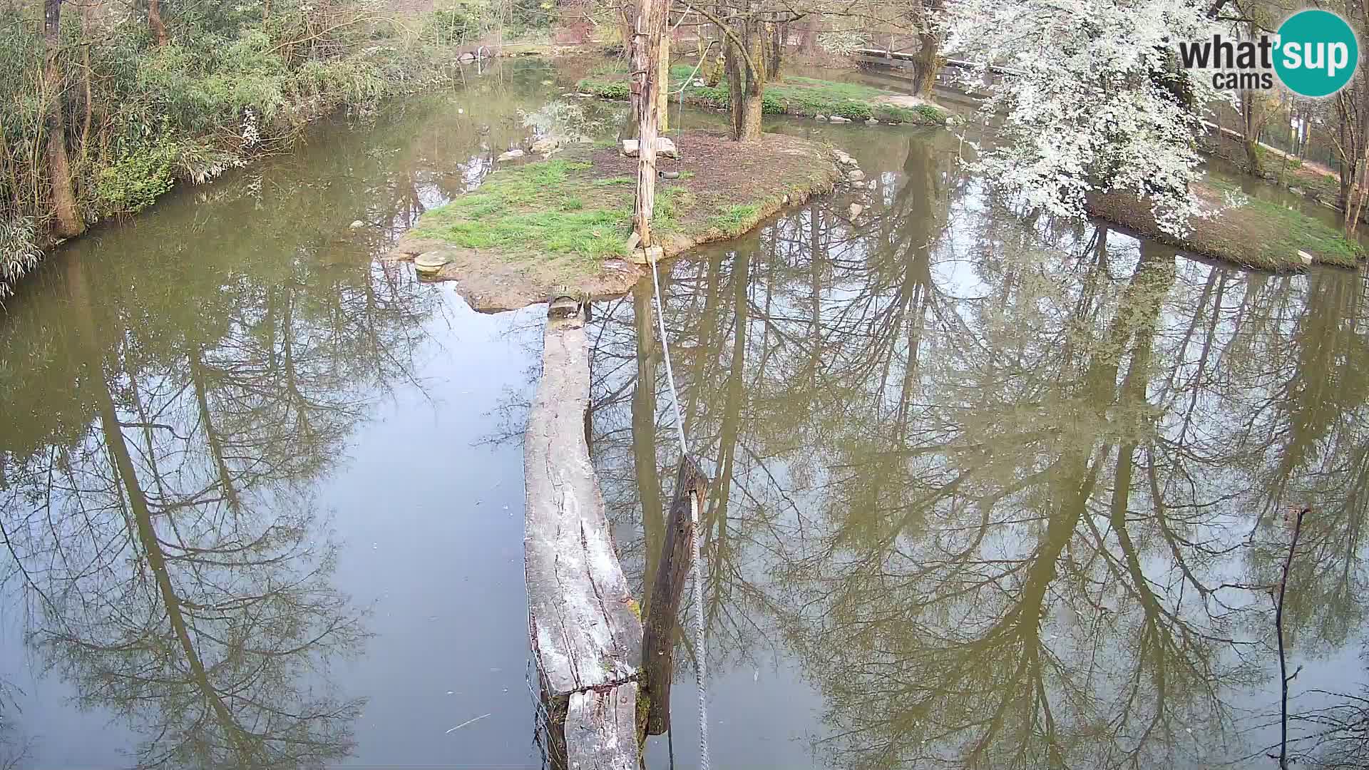 Schwarzweiße Vari Zoo Ljubljana webcam