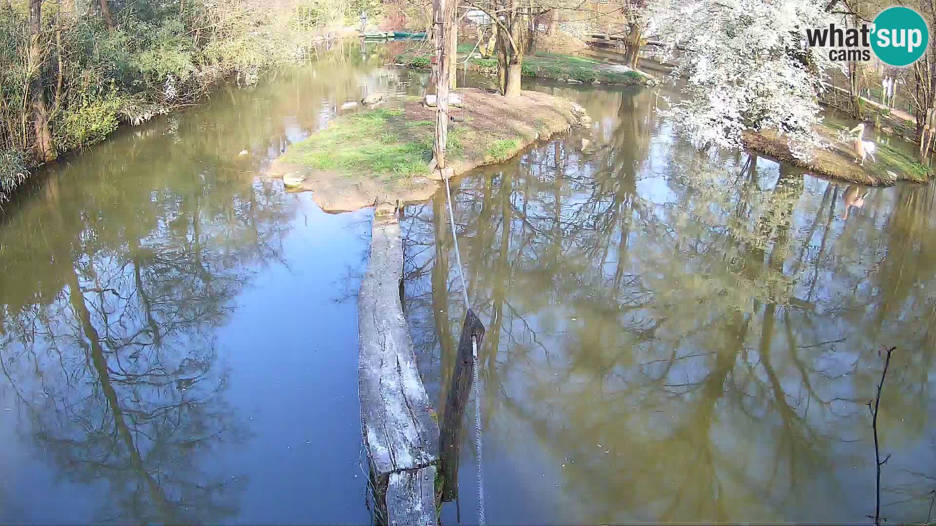 Black and white ruffed lemur Ljubljana Zoo live cam