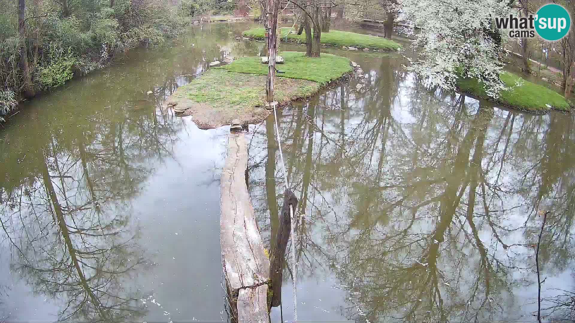 Black and white ruffed lemur Ljubljana Zoo live cam