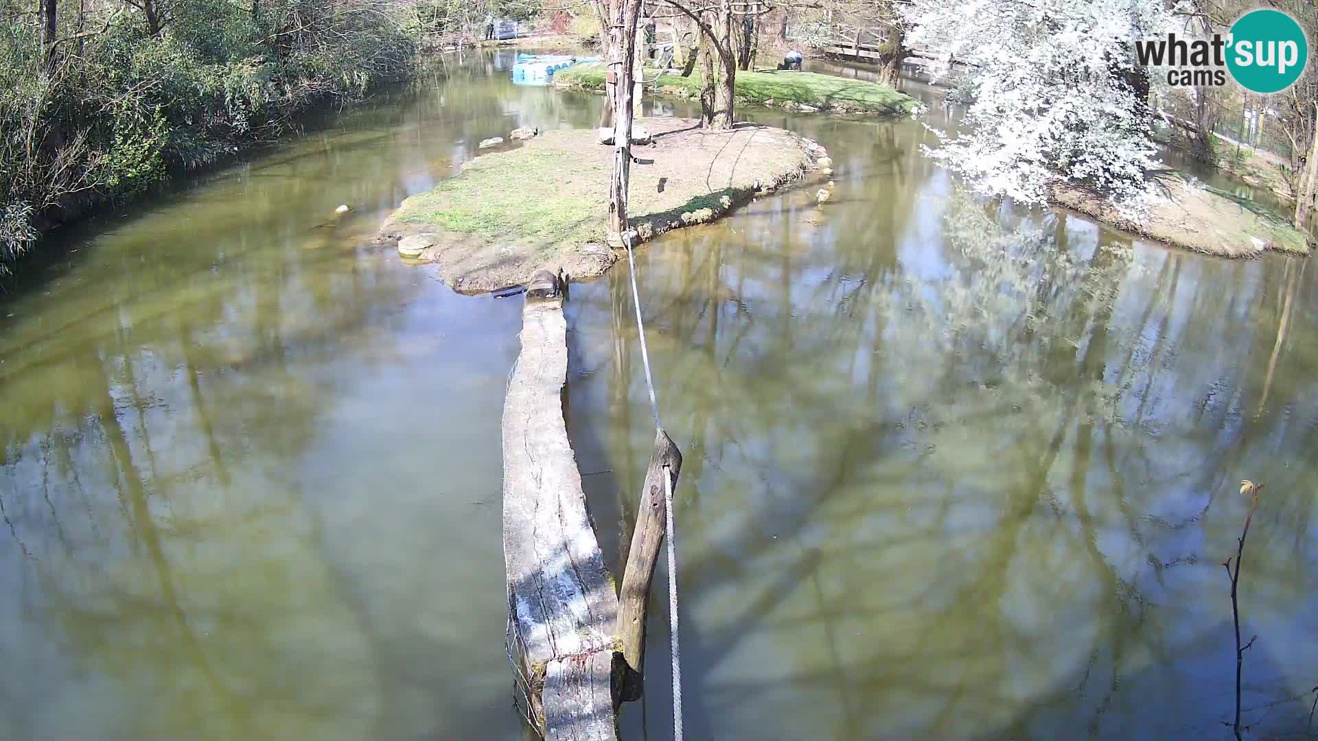 Vari bianconero Zoo Ljubljana webcam