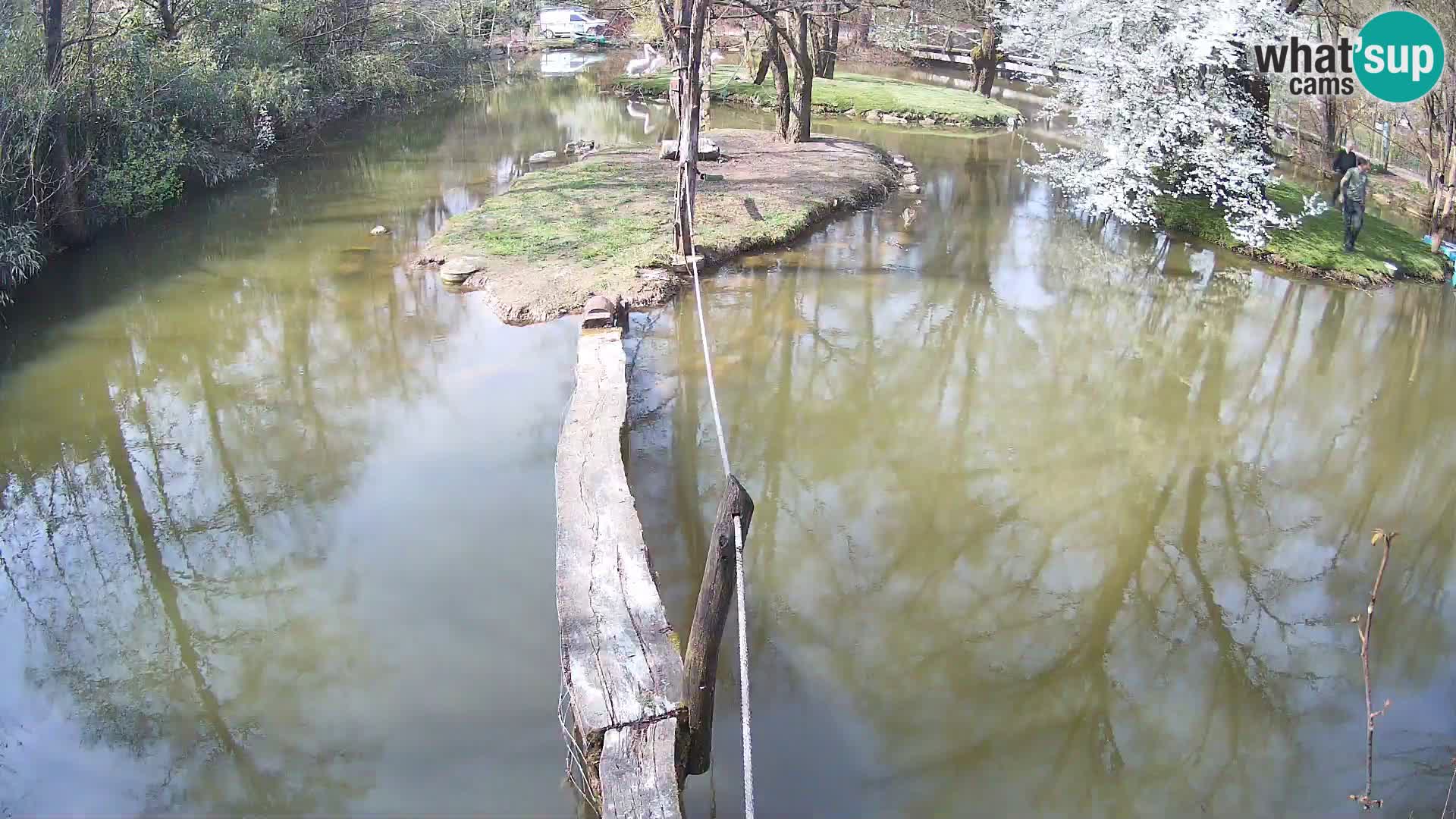 Lémur rufo blanco y negro – Ljubljana Zoo en vivo