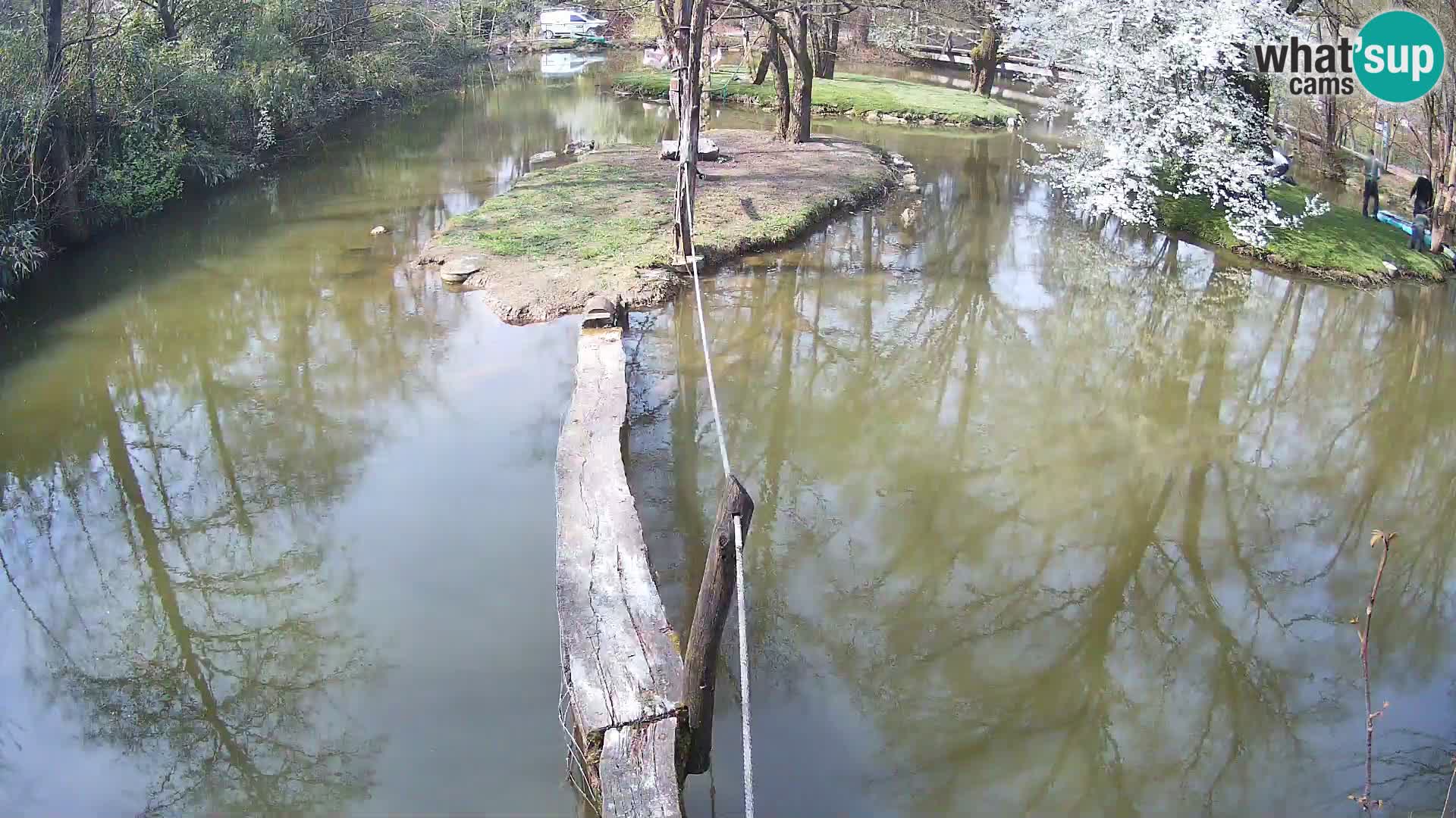 Vari noir et blanc – Ljubljana ZOO  livecam