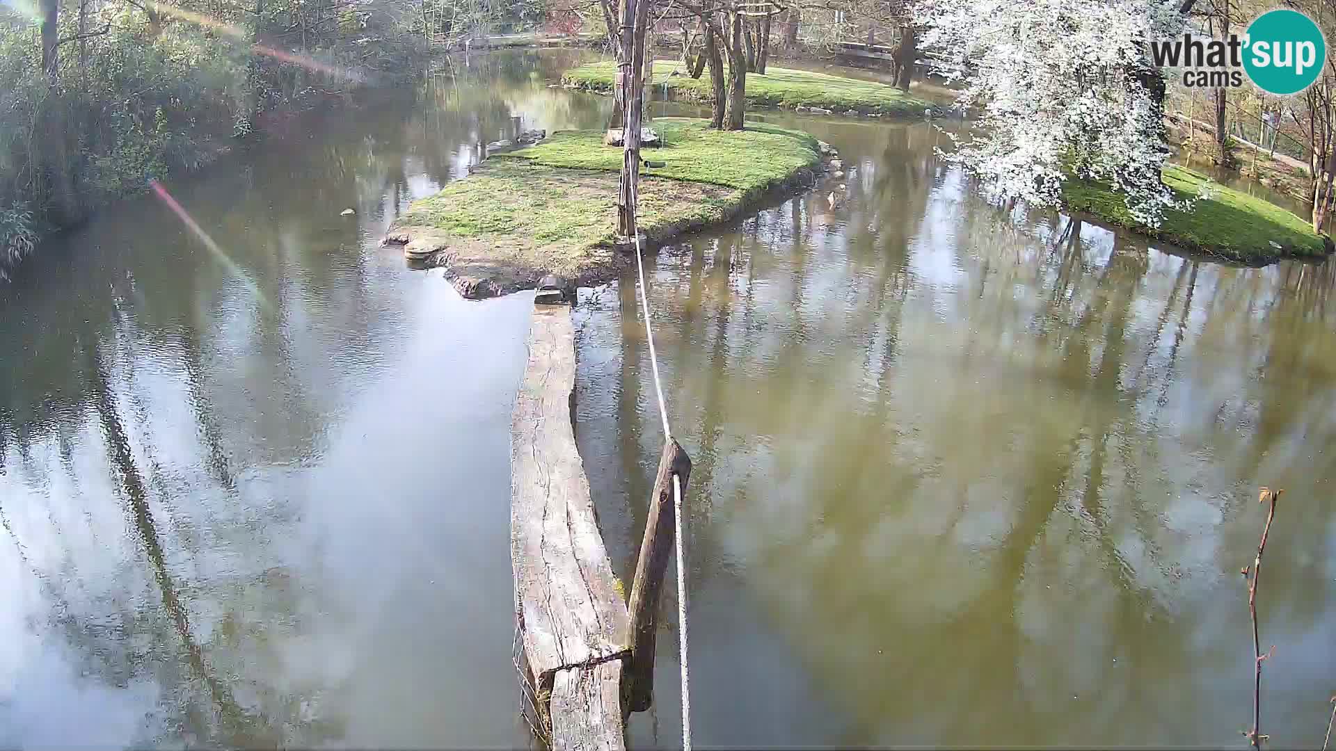 Lémur rufo blanco y negro – Ljubljana Zoo en vivo