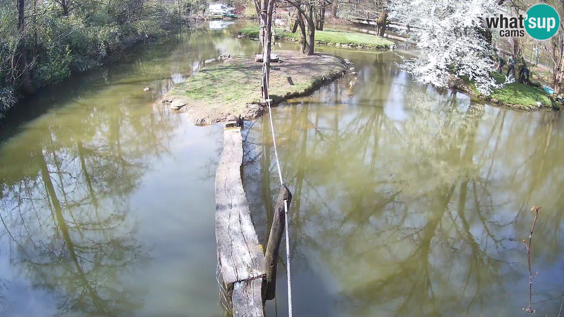 Lémur rufo blanco y negro – Ljubljana Zoo en vivo