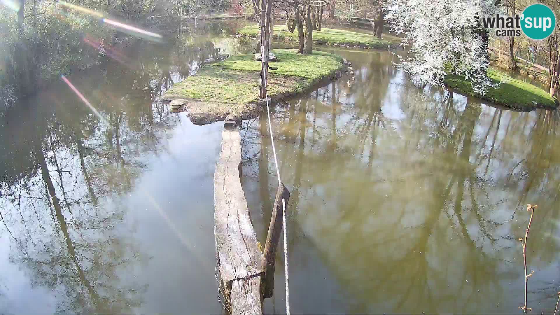 Navadni vari u živo – Ljubljana zoo