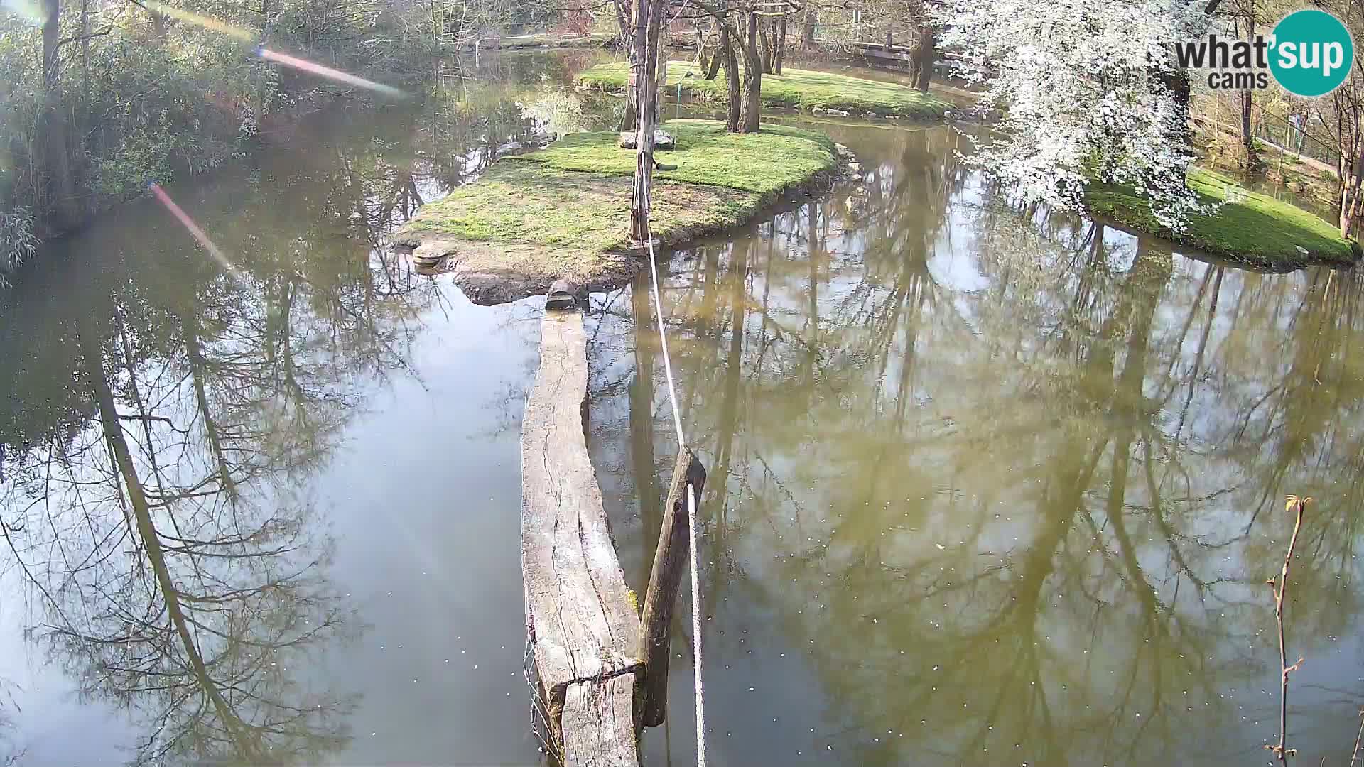 Lémur rufo blanco y negro – Ljubljana Zoo en vivo