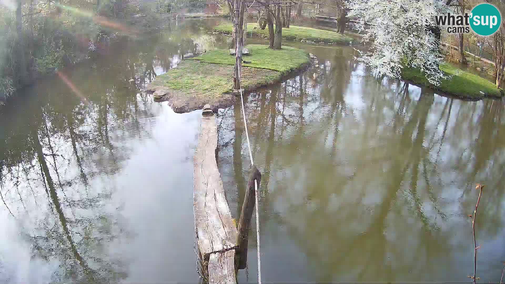 Schwarzweiße Vari Zoo Ljubljana webcam