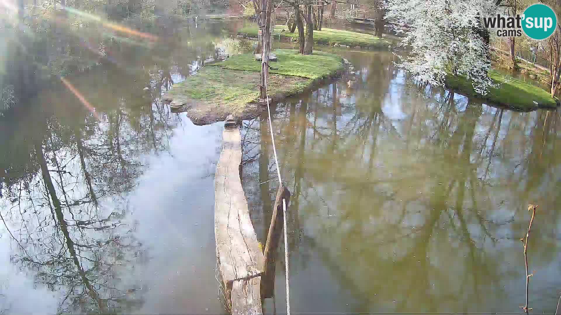 Navadni vari u živo – Ljubljana zoo