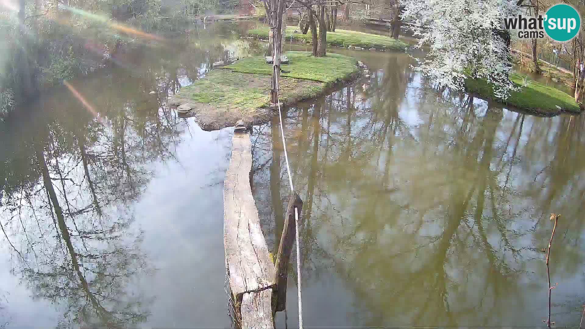 Navadni vari u živo – Ljubljana zoo