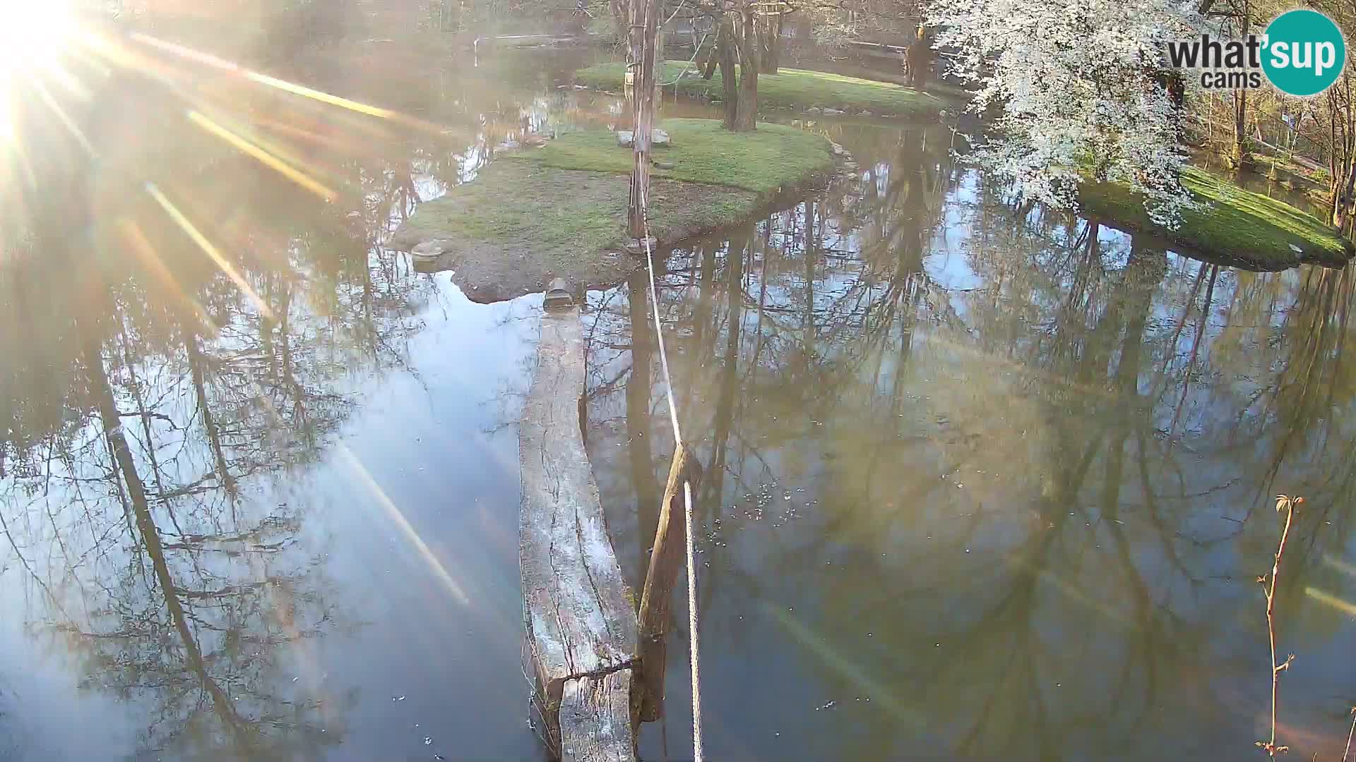 Navadni vari u živo – Ljubljana zoo