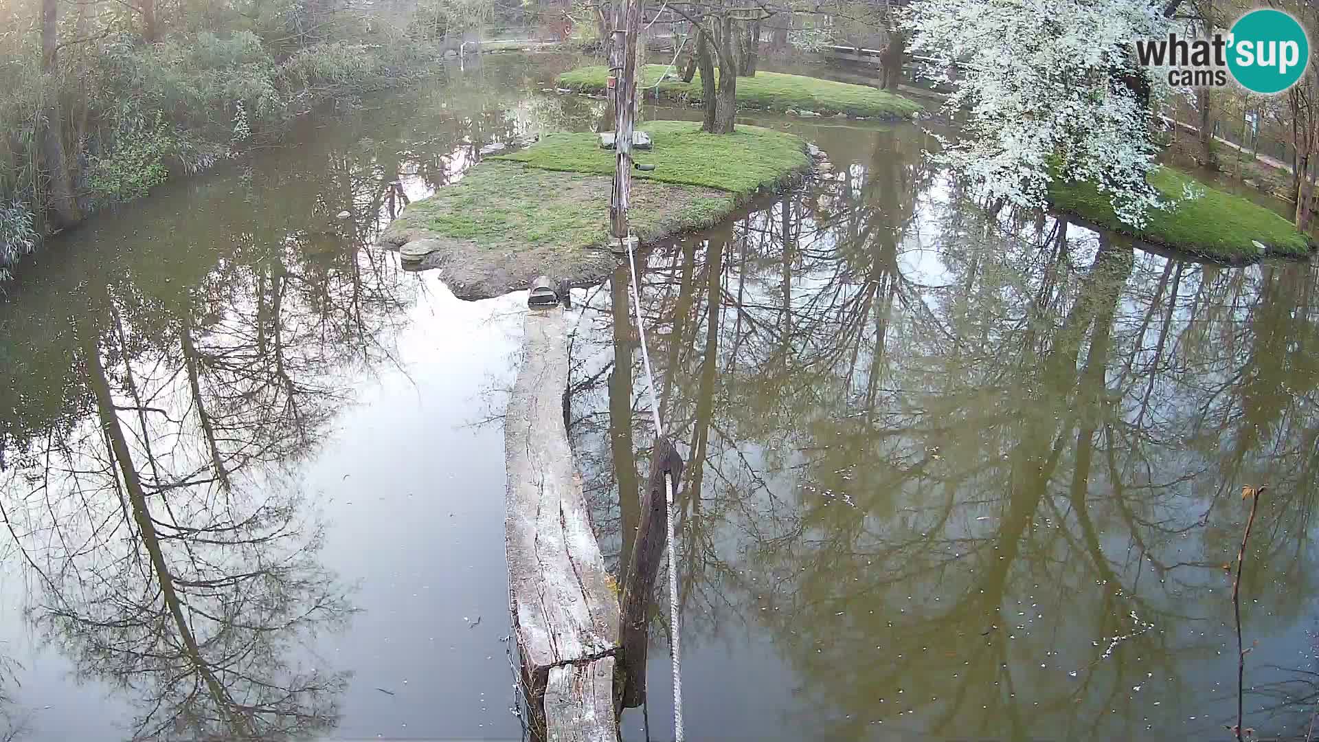 Navadni vari v živo – Ljubljana živalski vrt