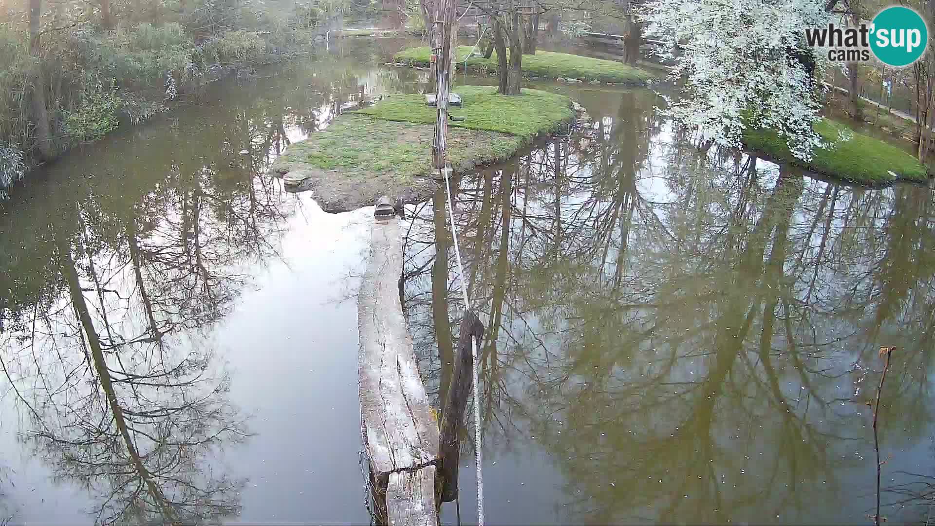 Navadni vari u živo – Ljubljana zoo