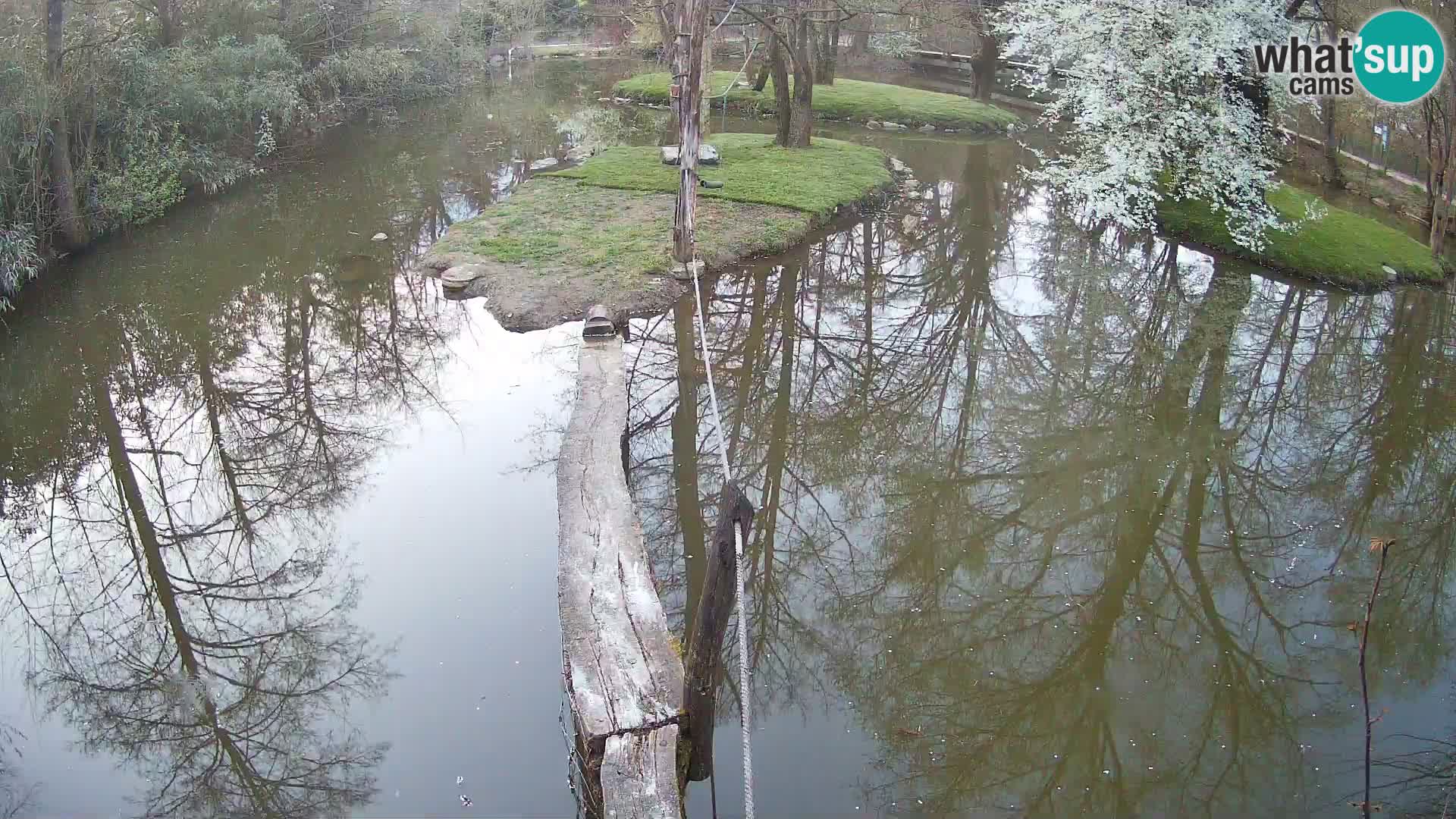 Vari noir et blanc – Ljubljana ZOO  livecam