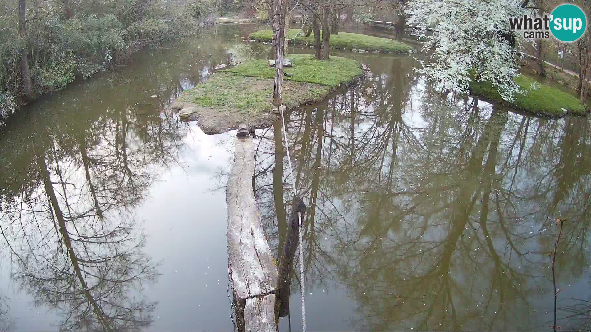 Vari bianconero Zoo Ljubljana webcam