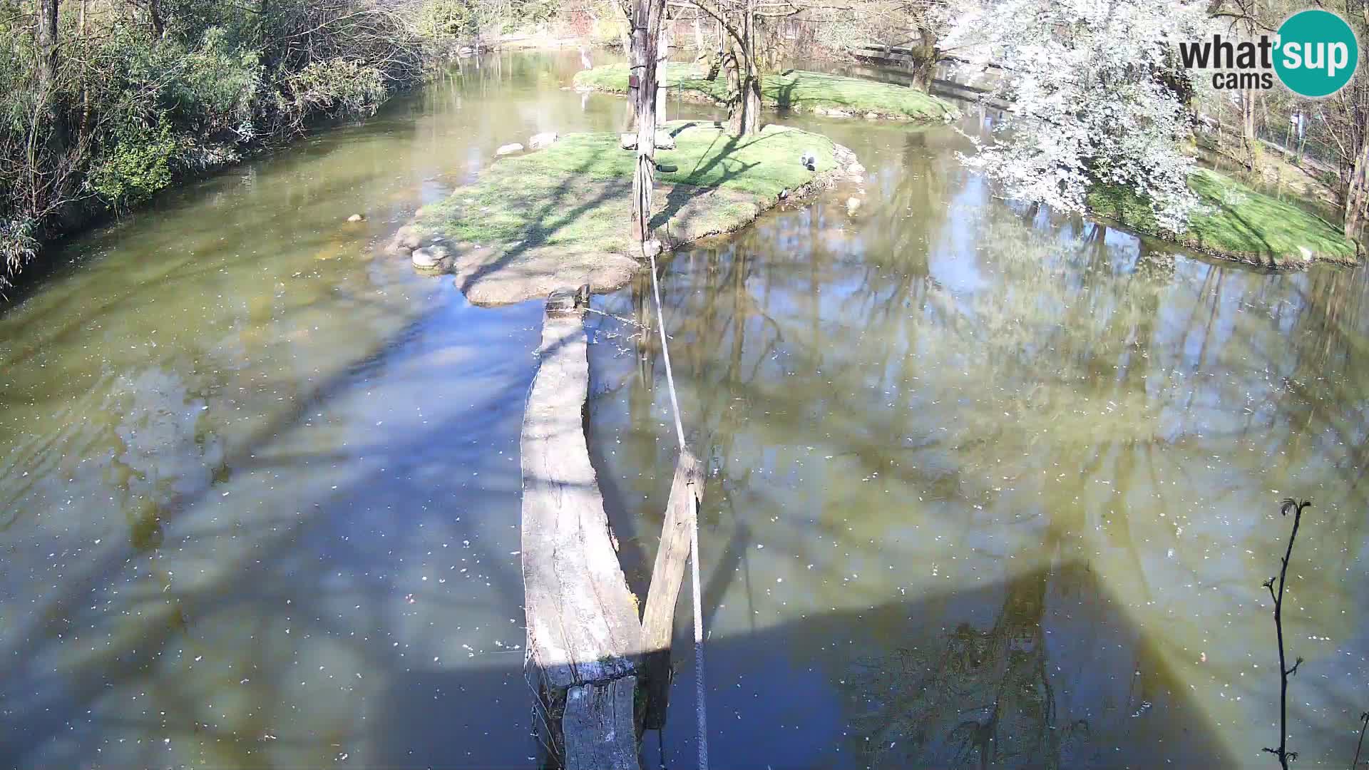 Navadni vari v živo – Ljubljana živalski vrt