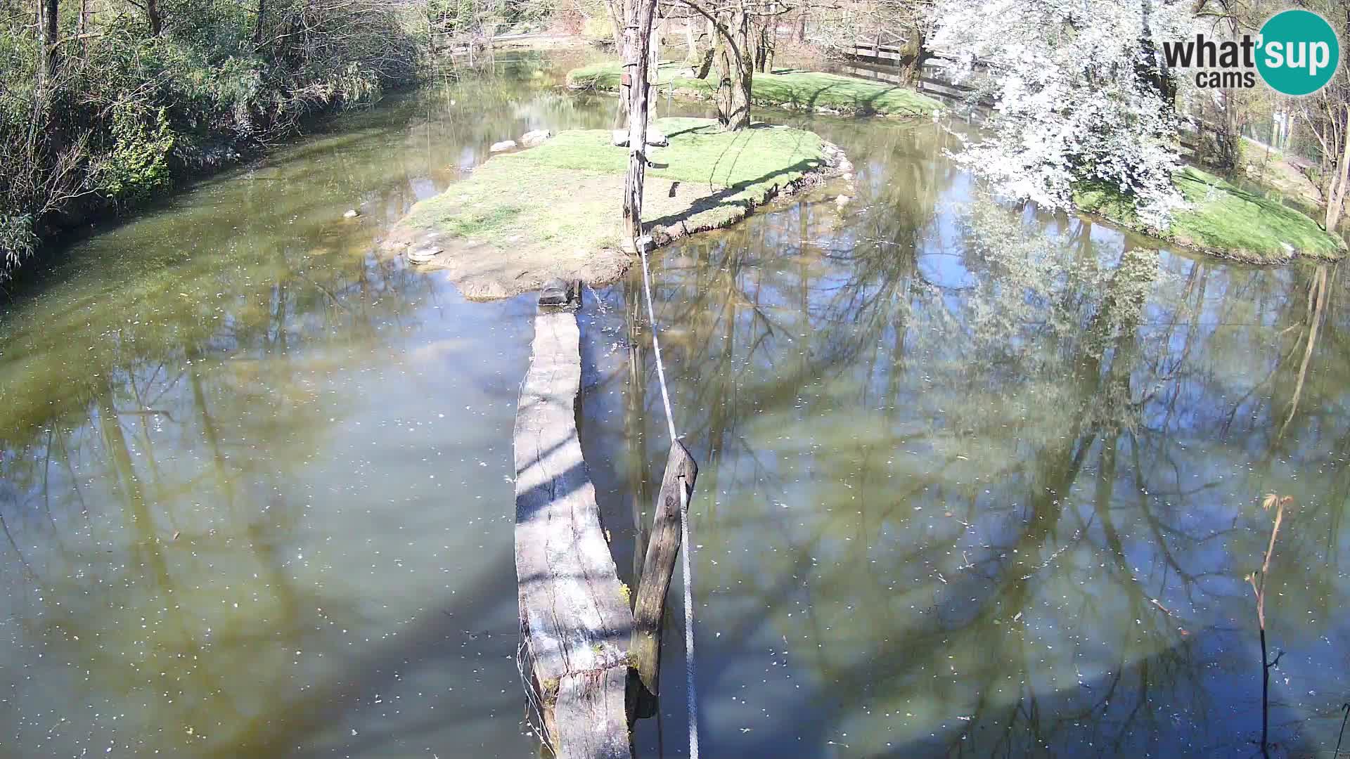 Vari noir et blanc – Ljubljana ZOO  livecam