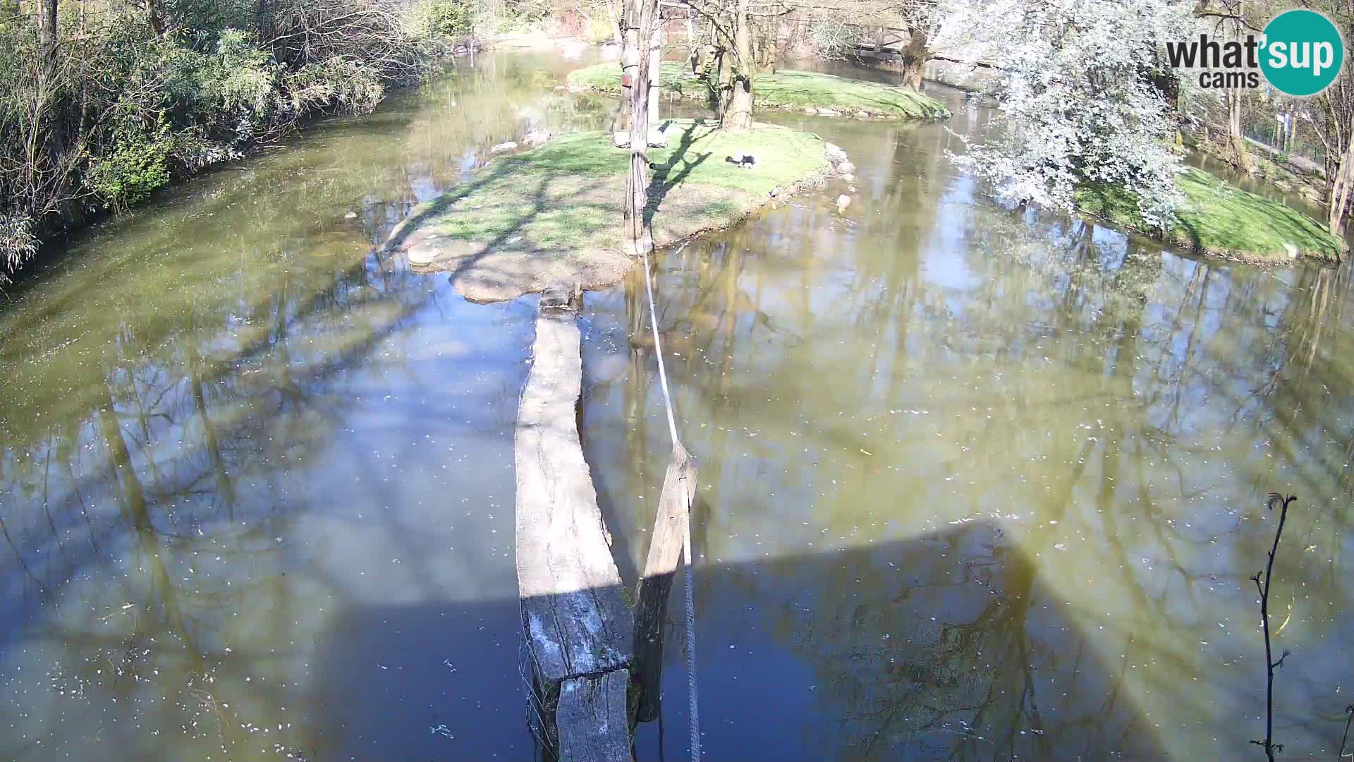 Black and white ruffed lemur Ljubljana Zoo live cam