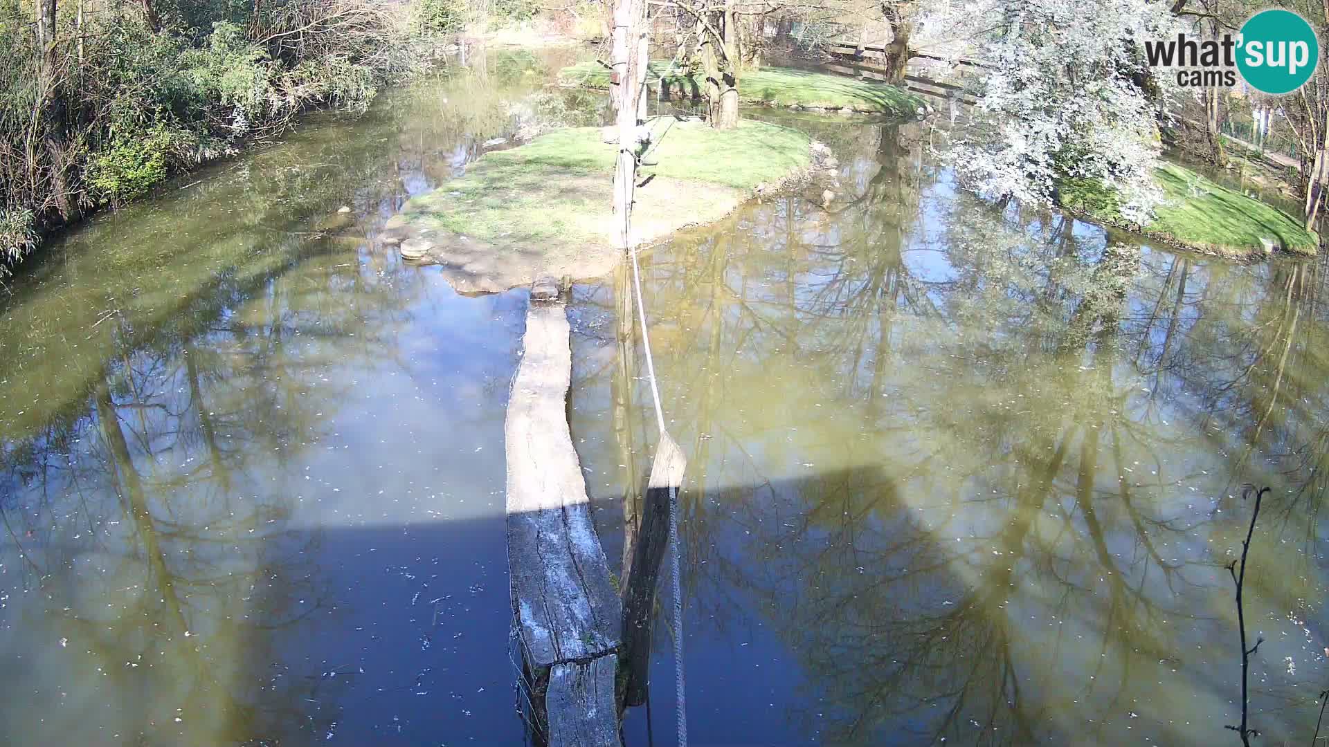 Navadni vari u živo – Ljubljana zoo
