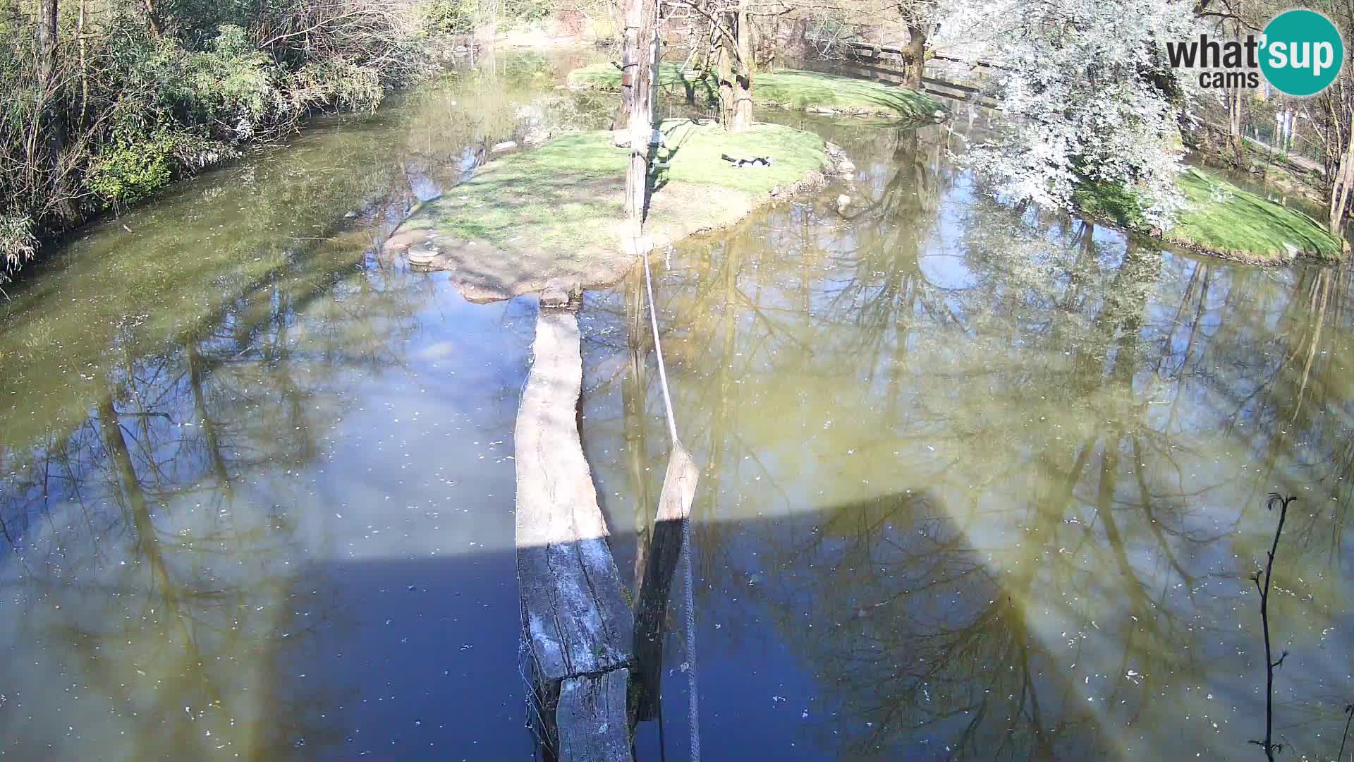 Schwarzweiße Vari Zoo Ljubljana webcam